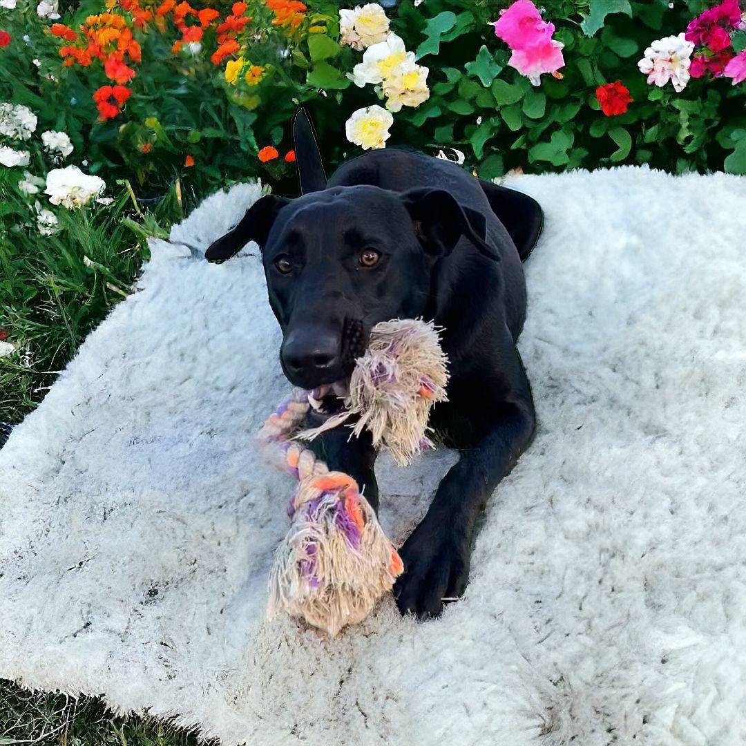 Nova, a Adoptable mixed breed in Williston, VT image 3/6