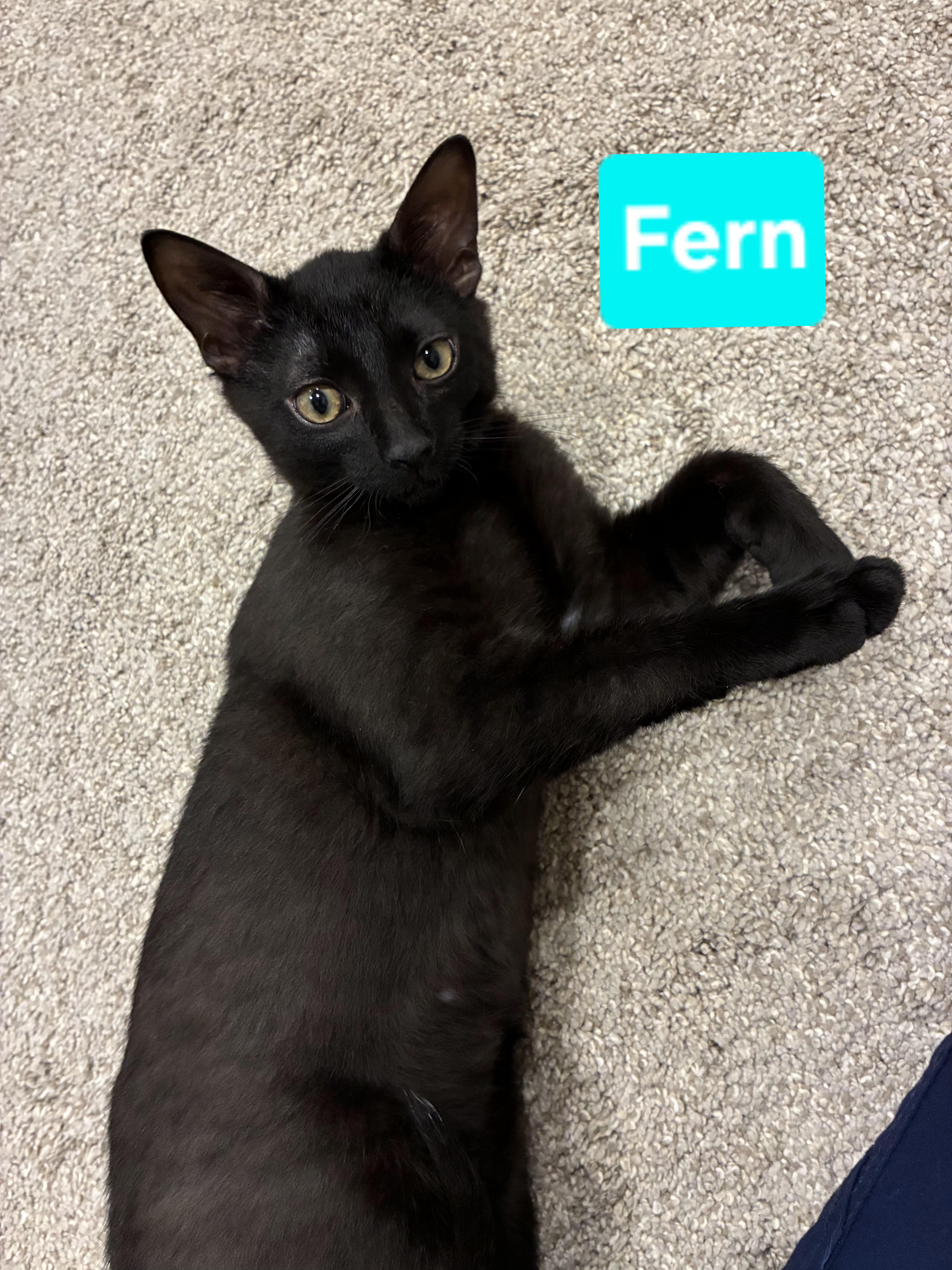 Fern (and Iris - other sibling Periwinkle), a ADOPTABLE Domestic Short Hair in Brighton, MI image 3/6