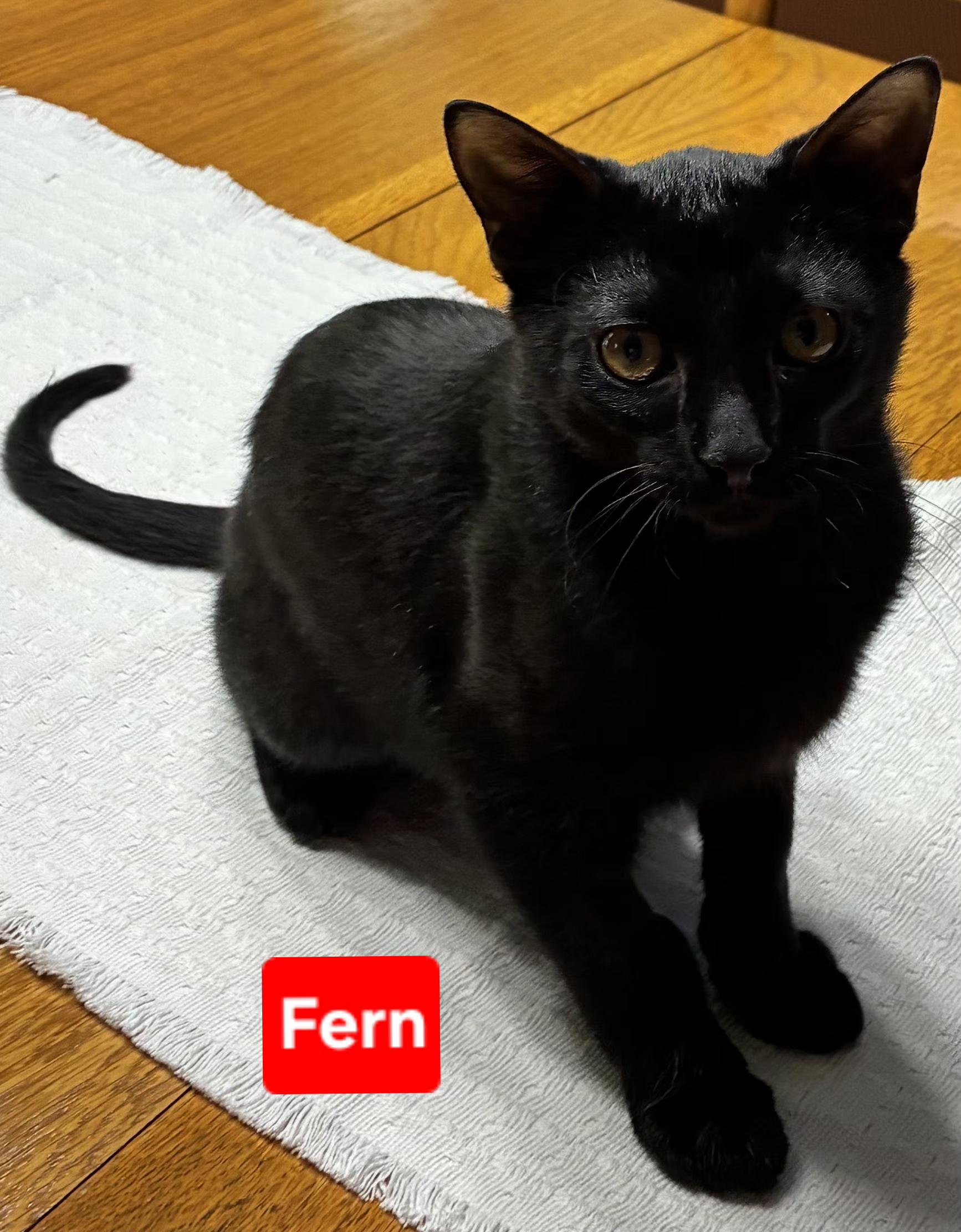 Fern (and Iris - other sibling Periwinkle), a ADOPTABLE Domestic Short Hair in Brighton, MI image 6/6