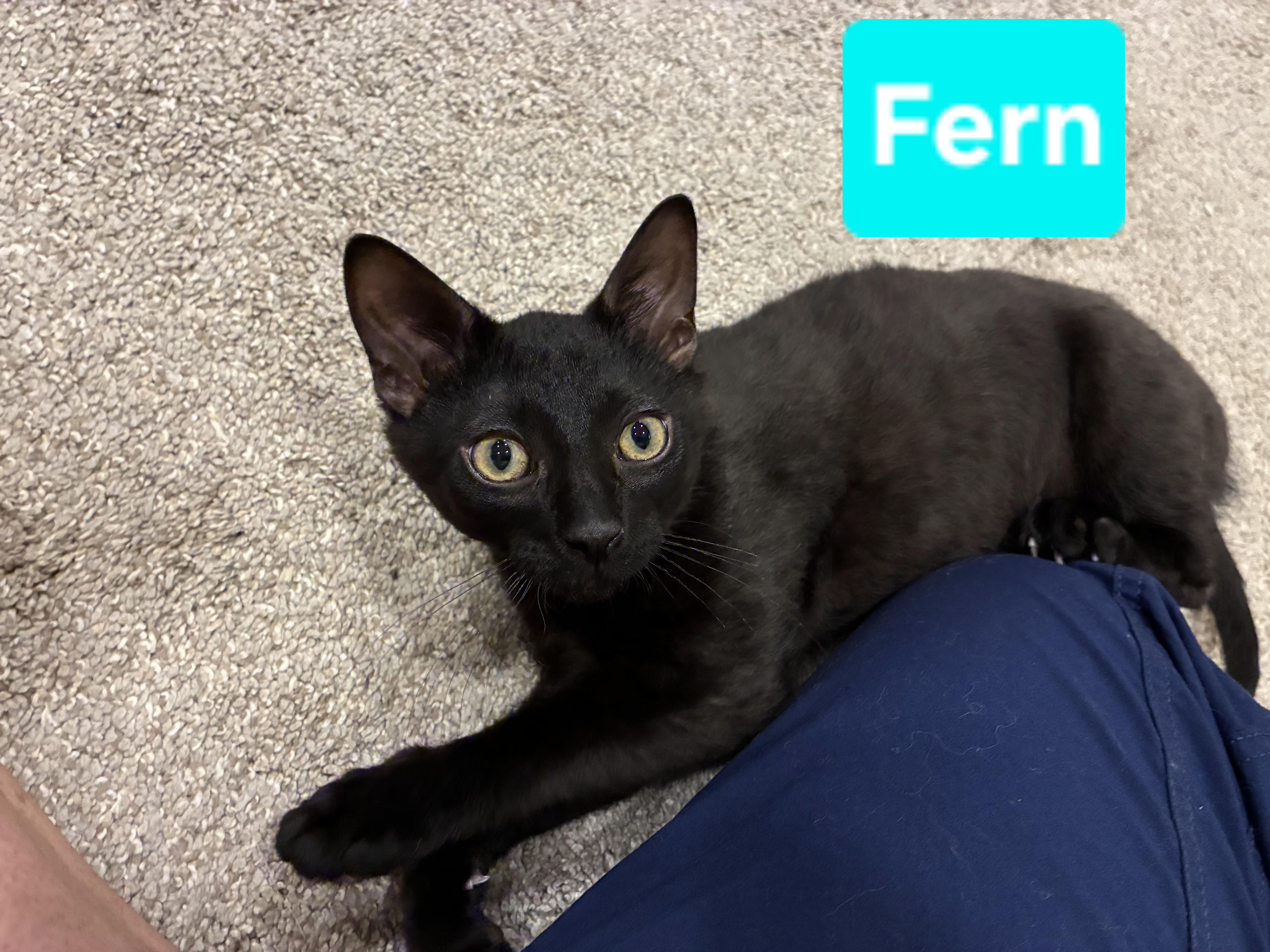 Fern (and Iris - other sibling Periwinkle), a ADOPTABLE Domestic Short Hair in Brighton, MI image 4/6