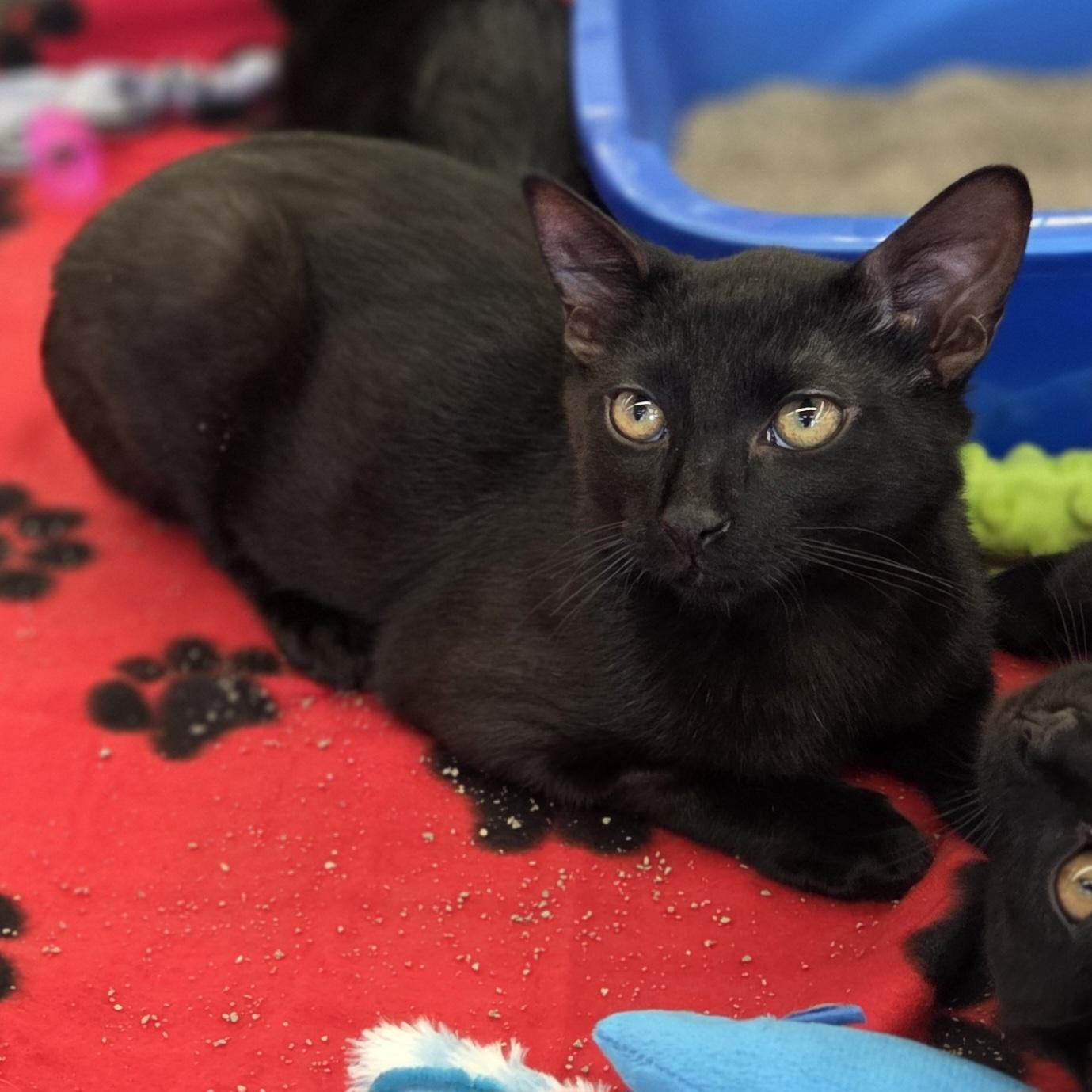 Fern (and Iris - other sibling Periwinkle), a ADOPTABLE Domestic Short Hair in Brighton, MI image 1/6