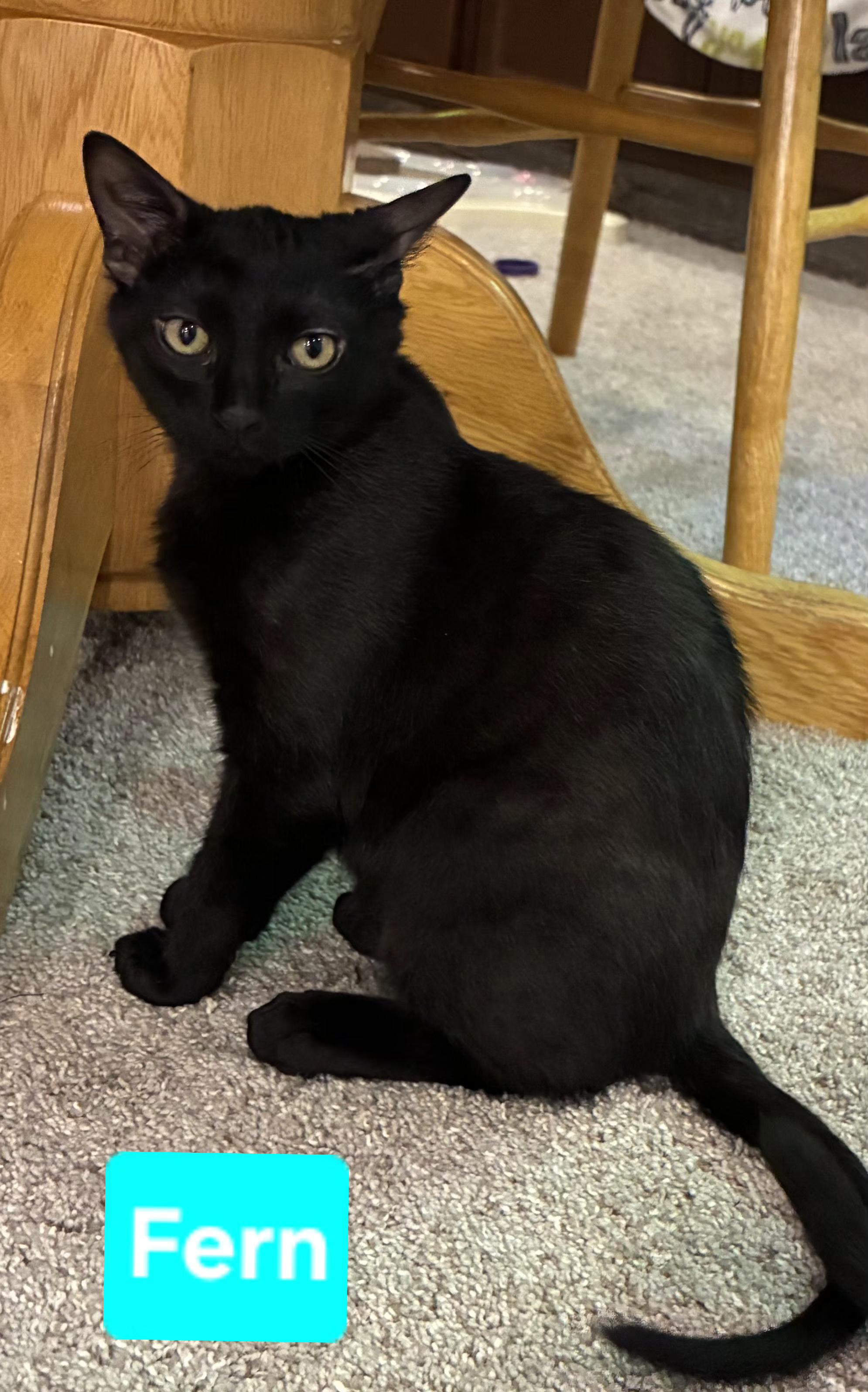 Fern (and Iris - other sibling Periwinkle), a ADOPTABLE Domestic Short Hair in Brighton, MI image 2/6