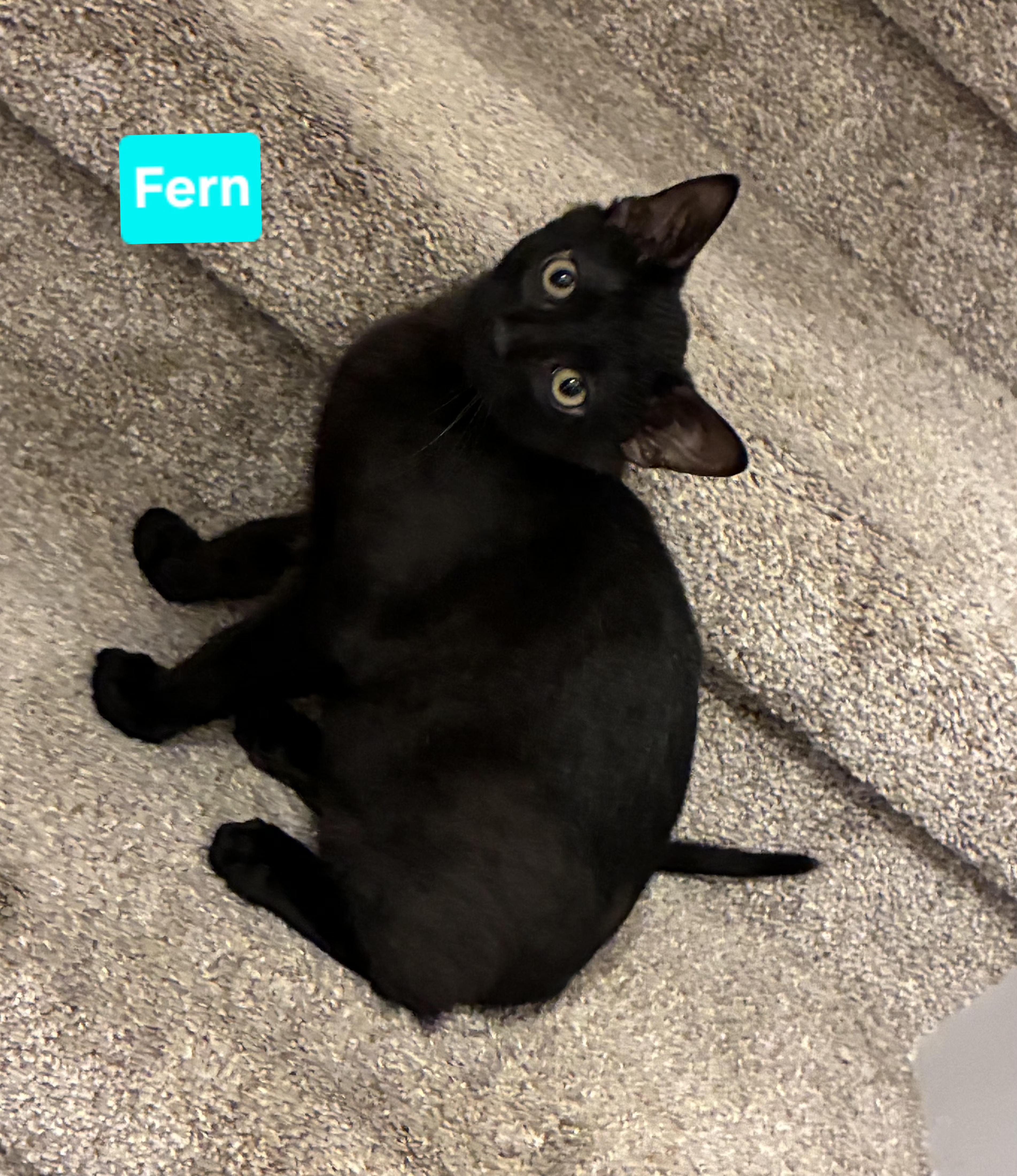 Fern (and Iris - other sibling Periwinkle), a ADOPTABLE Domestic Short Hair in Brighton, MI image 5/6