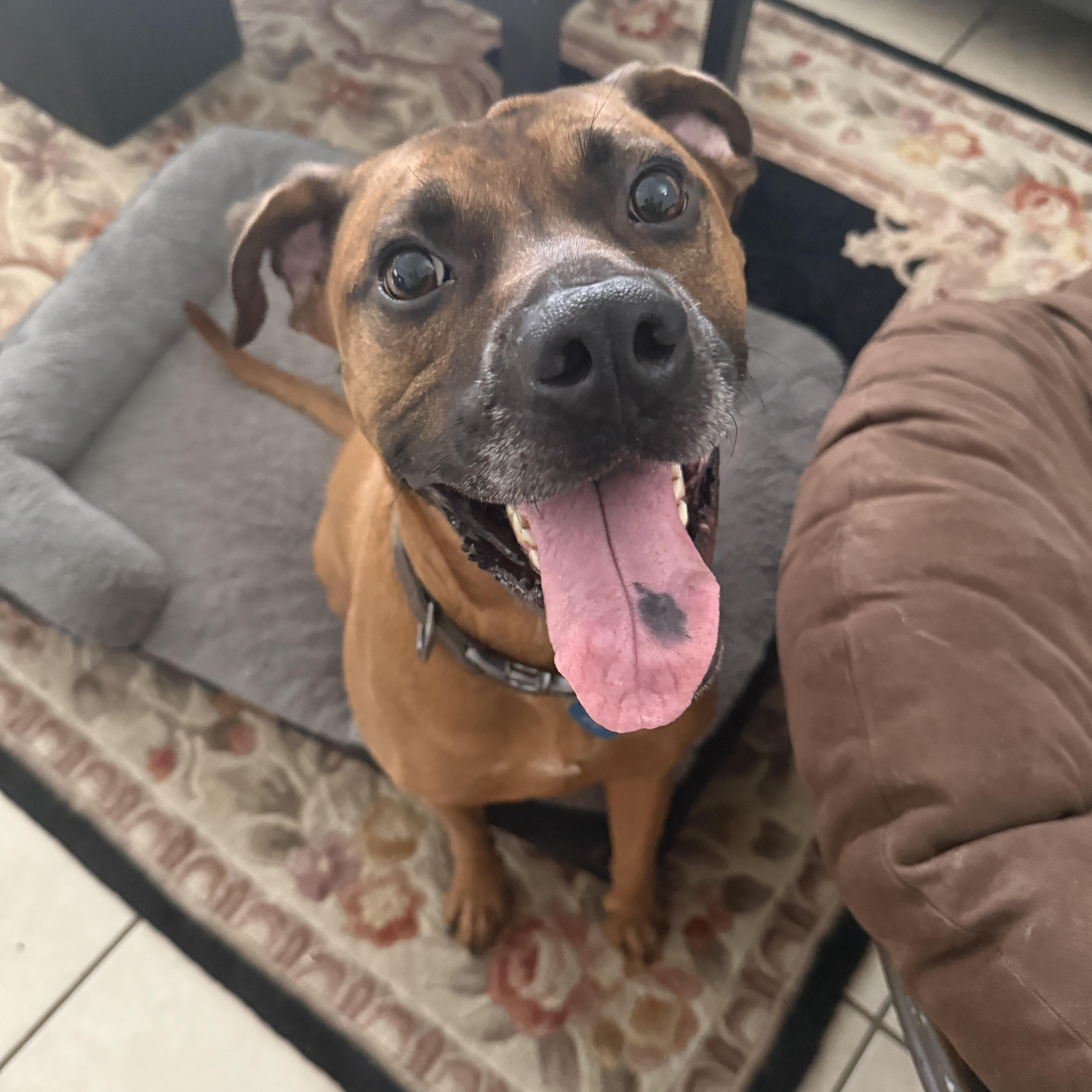 Dutch, a Adoptable mixed breed in Austin, TX image 4/6