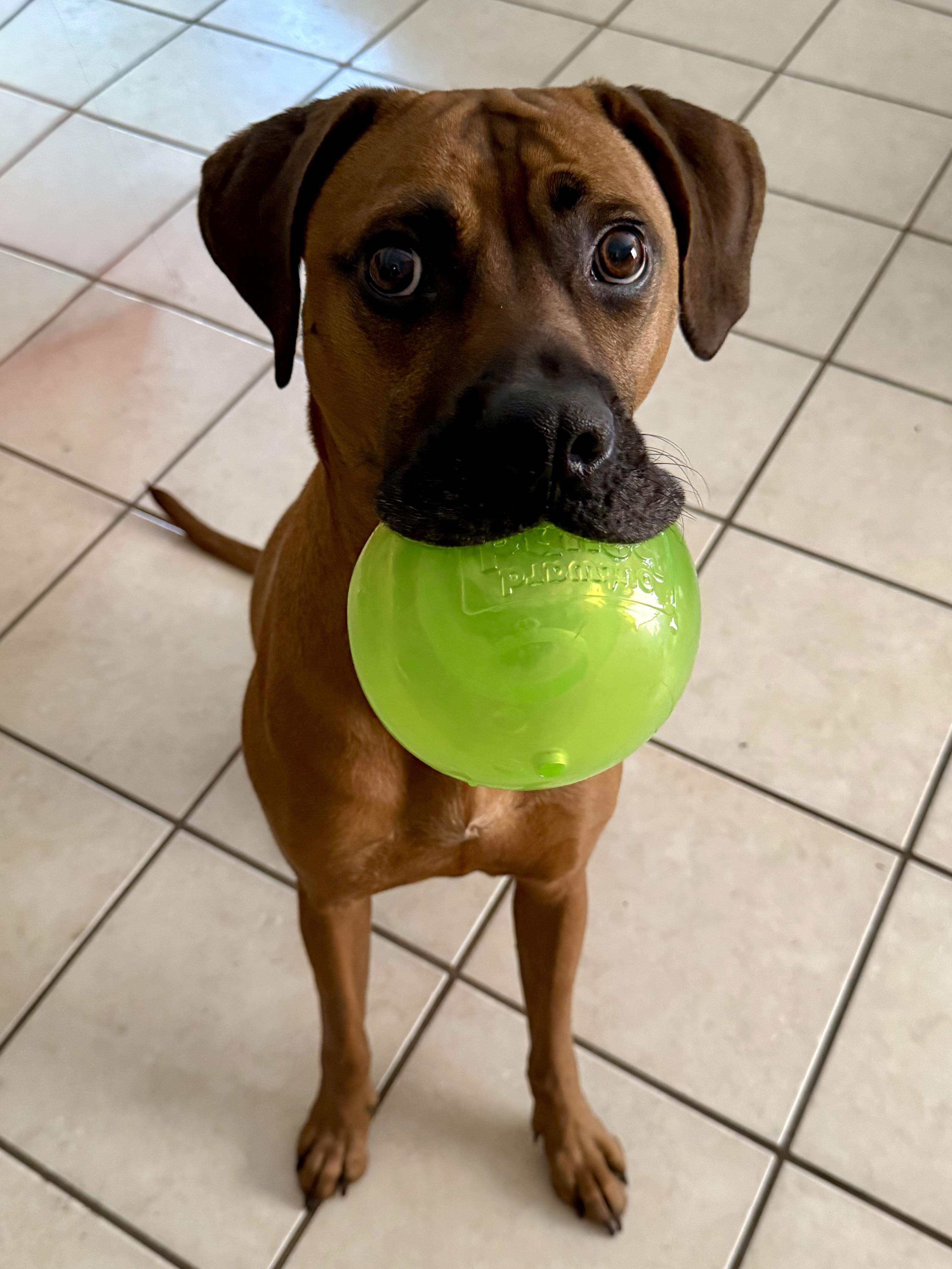 Dutch, a Adoptable mixed breed in Austin, TX image 3/6