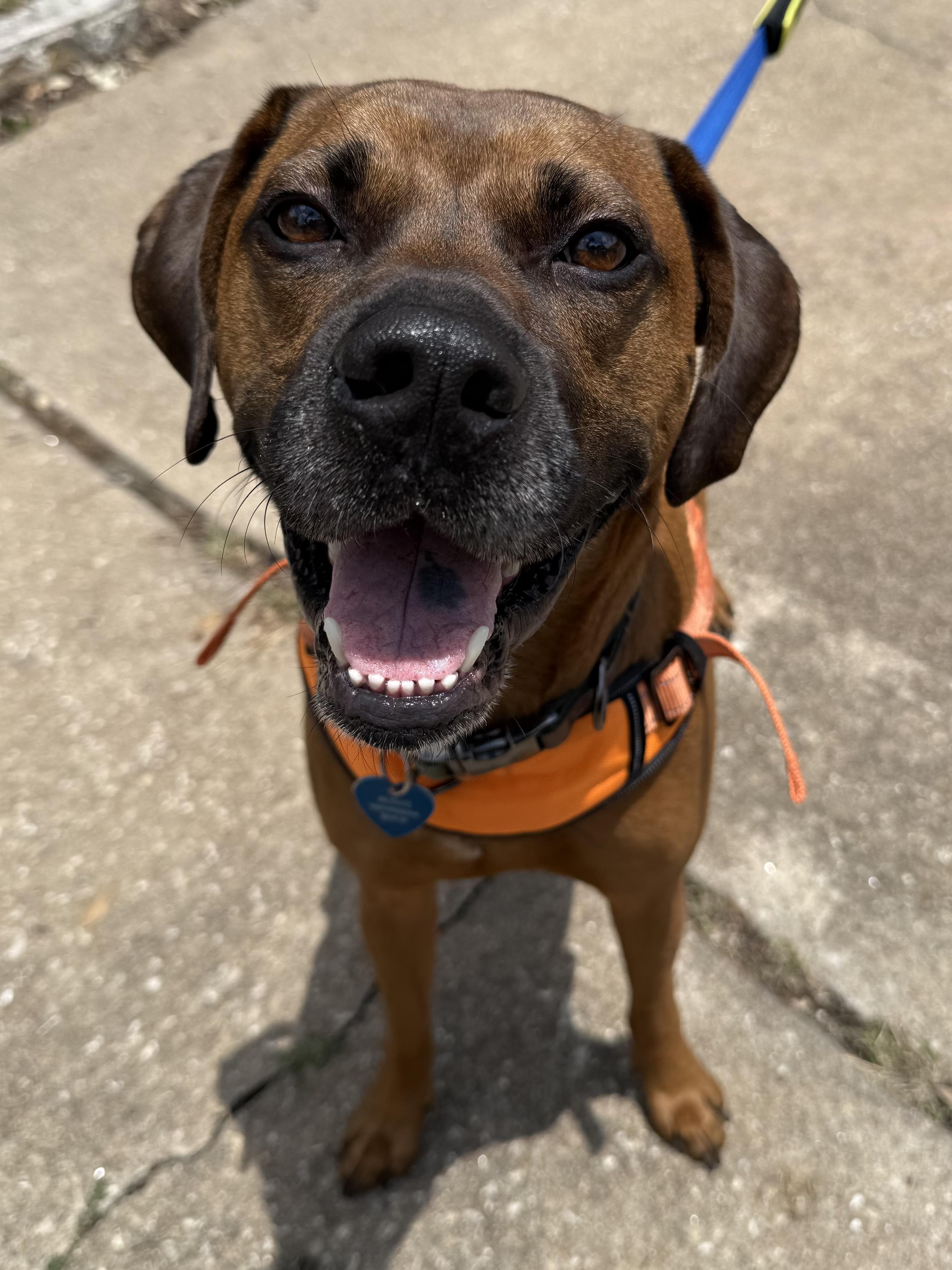Dutch, a Adoptable mixed breed in Austin, TX image 5/6