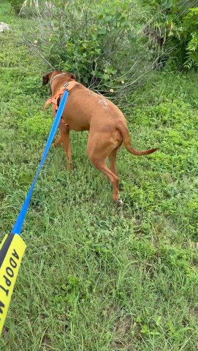 Enlarge Dutch, a Adoptable mixed breed in Austin, TX video 6/6