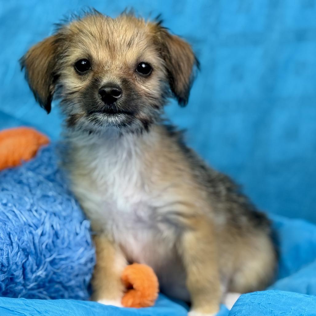 Enlarge Chicklet: Tiny and Sweet, a Adoptable mixed breed in Austin, TX image 4/6