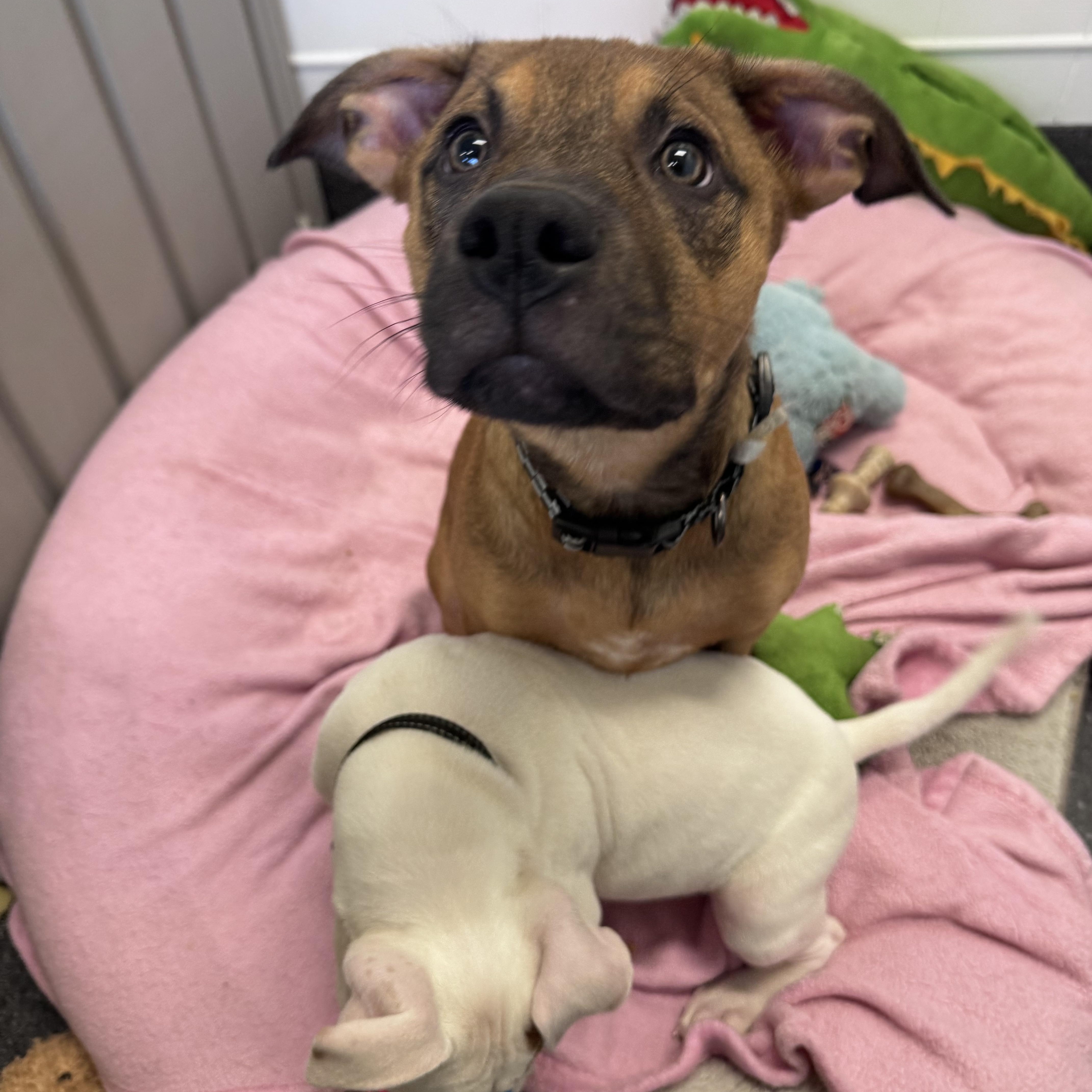 Sumac, Adopted, Puppy Male German Shepherd Dog & Labrador Retriever.