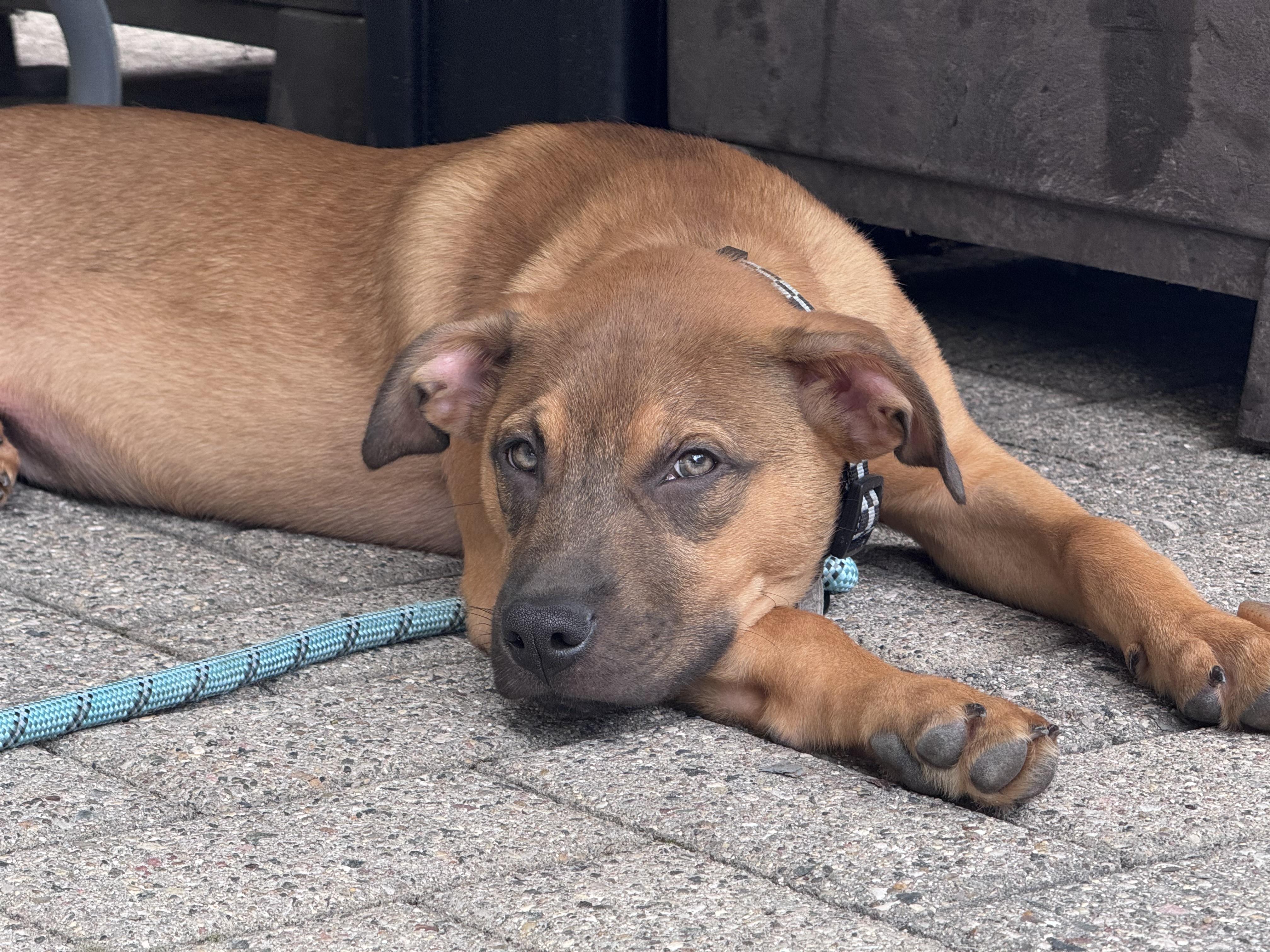Sumac, a Adopted mixed breed in Troy, MI image 2/6