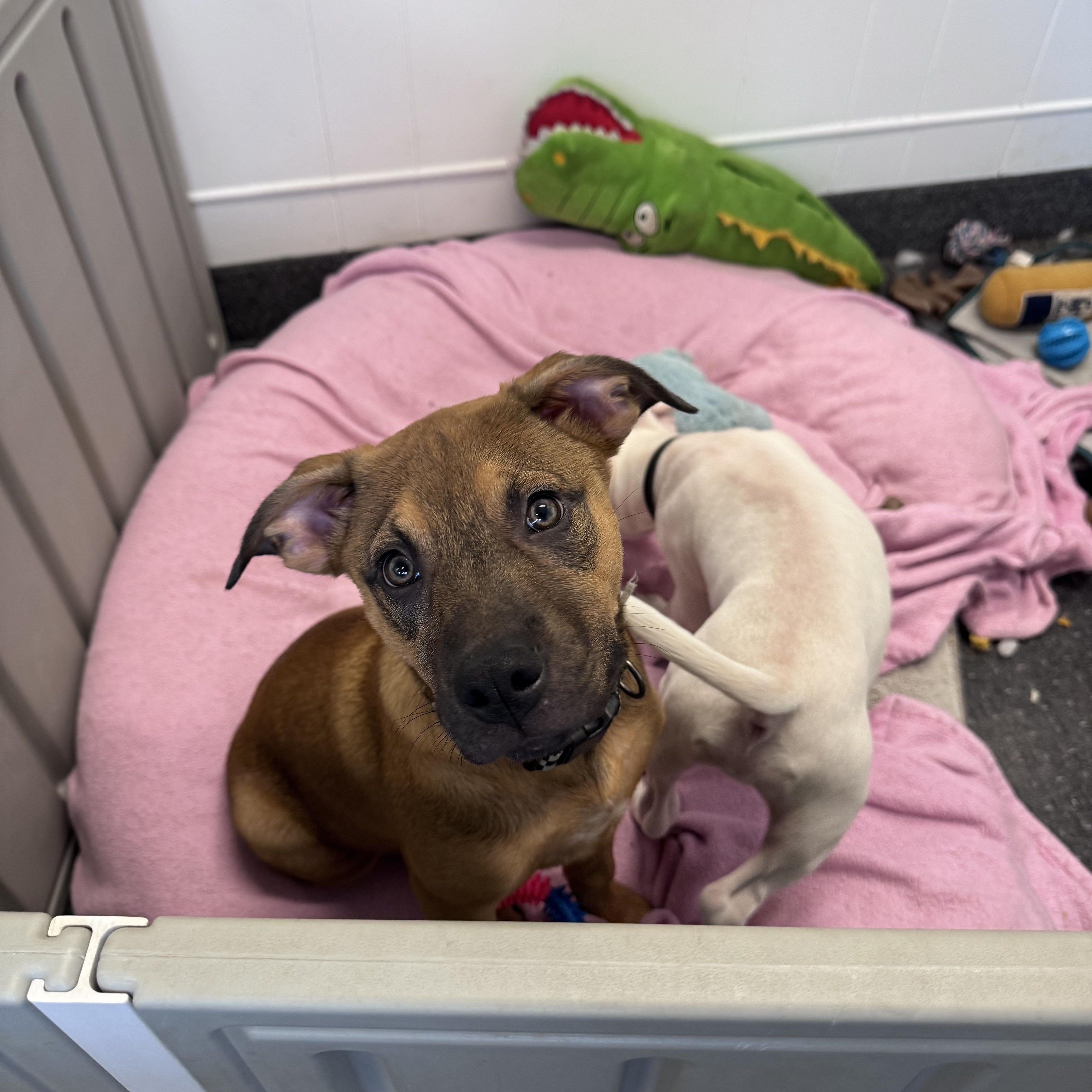Sumac, a Adopted mixed breed in Troy, MI image 5/6