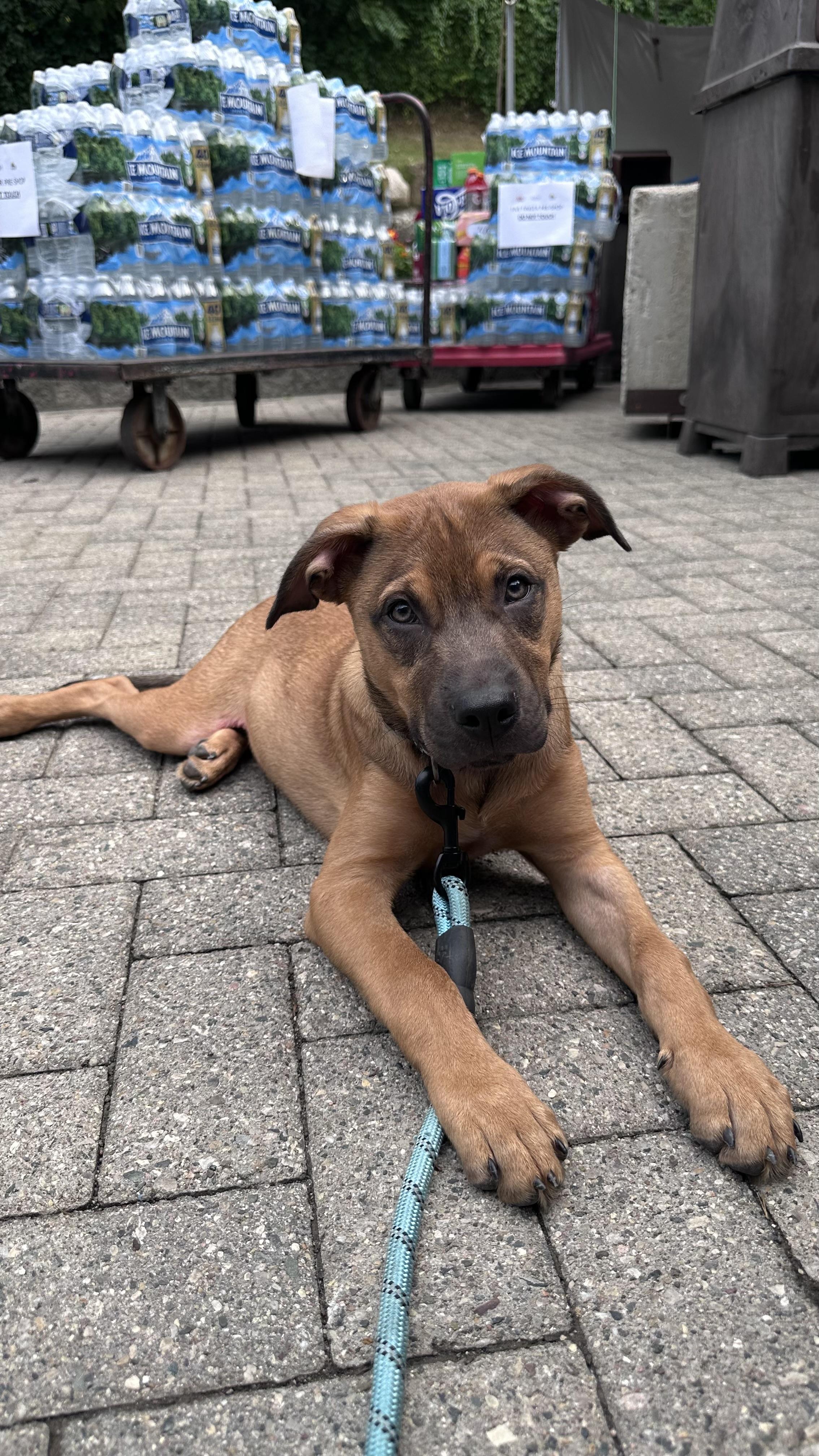 Sumac, a Adopted mixed breed in Troy, MI image 3/6