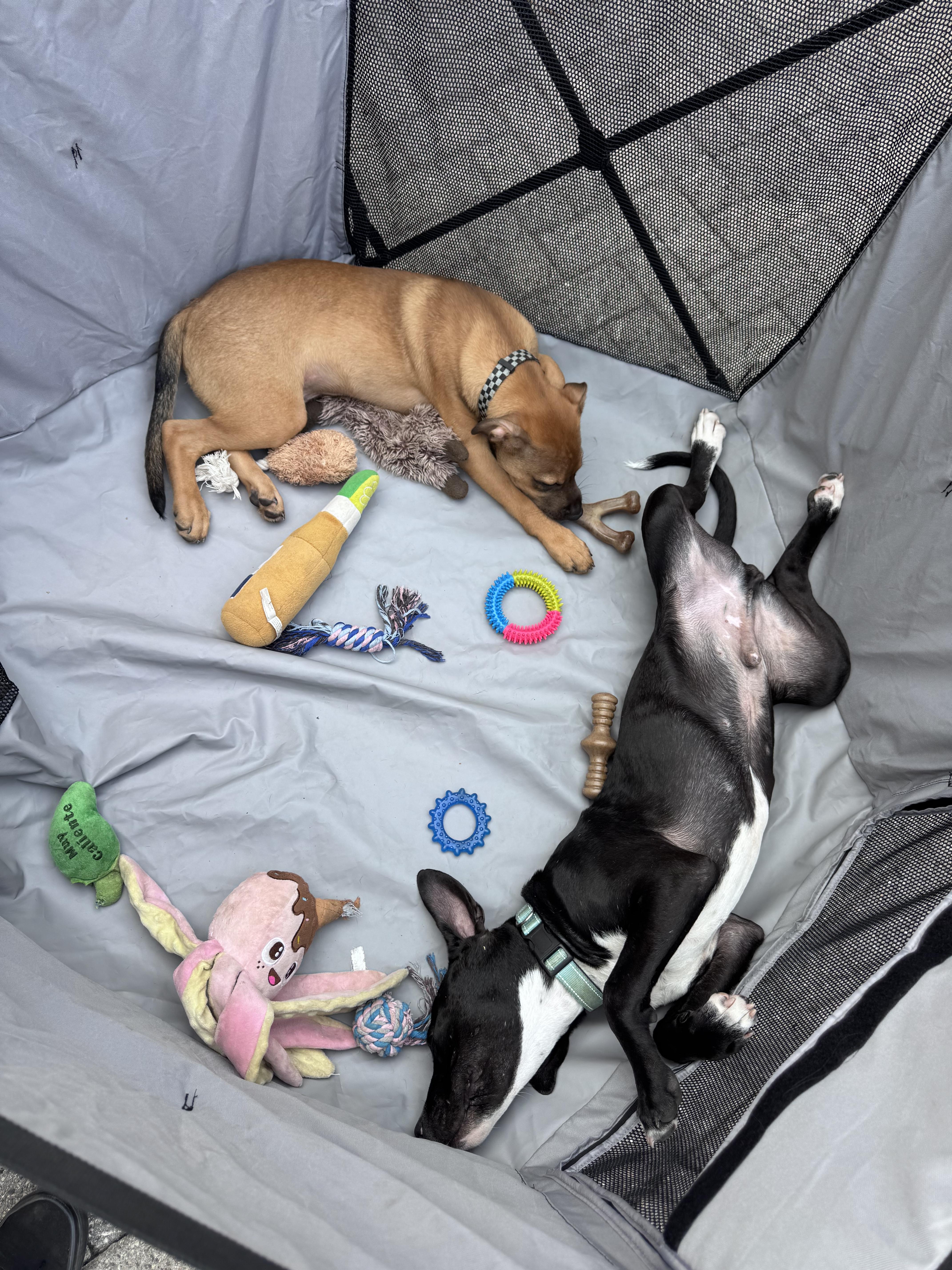 Sumac, a Adopted mixed breed in Troy, MI image 4/6