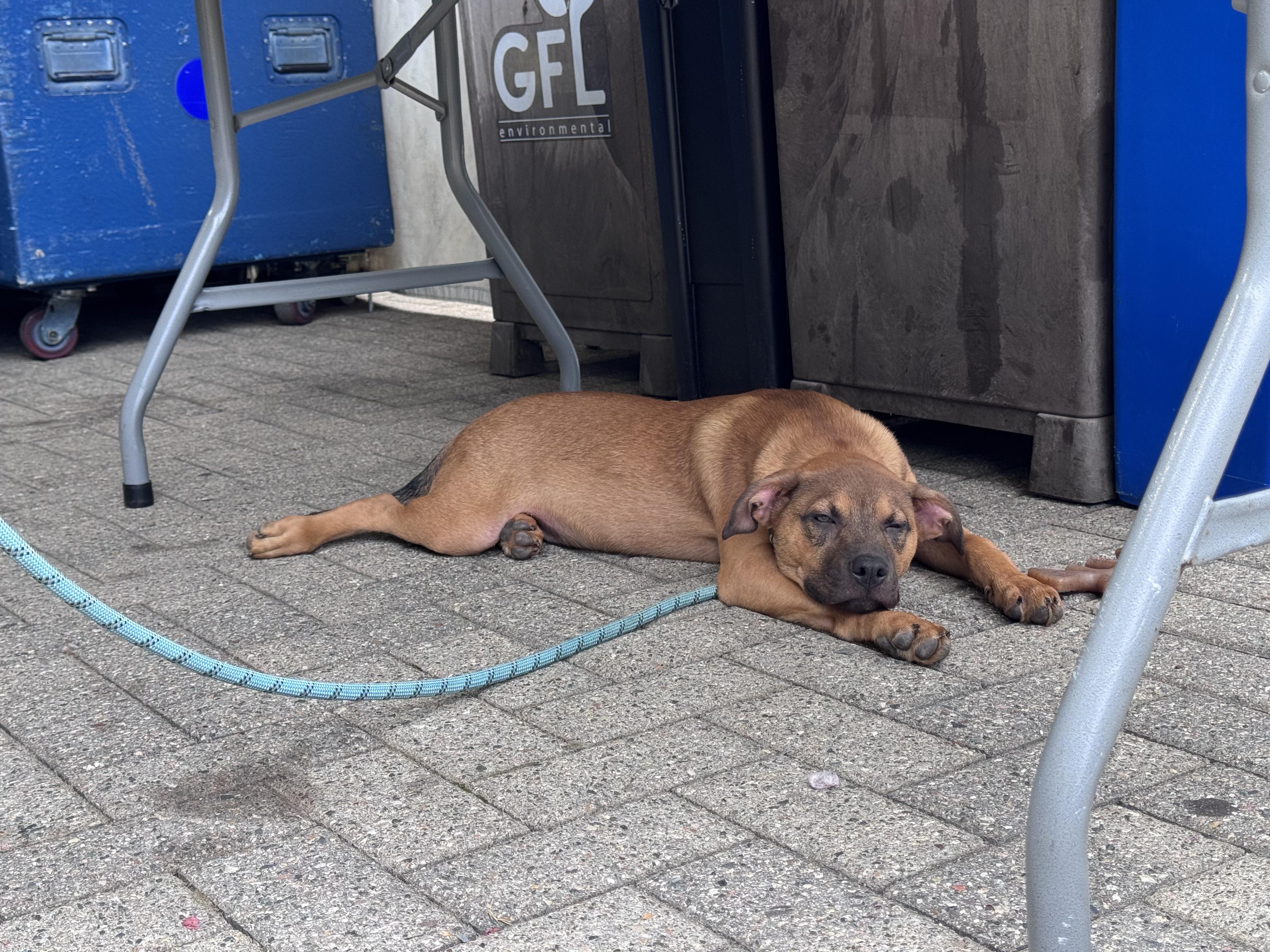 Sumac, a Adopted mixed breed in Troy, MI image 6/6