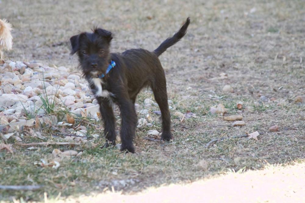 Enlarge Winnie, a Adoptable mixed breed in Parker, CO image 1/4