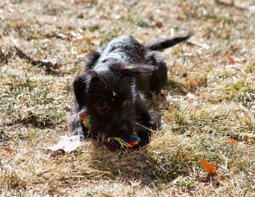 Enlarge Winnie, a Adoptable mixed breed in Parker, CO image 2/4