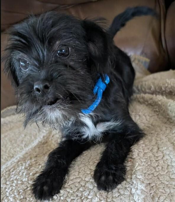 Enlarge Winnie, a Adoptable mixed breed in Parker, CO image 3/4