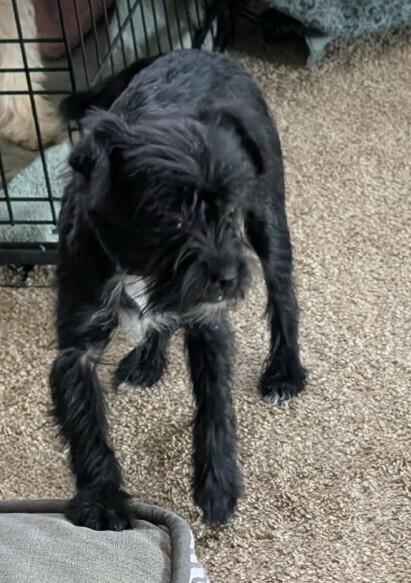 Enlarge Winnie, a Adoptable mixed breed in Parker, CO image 4/4