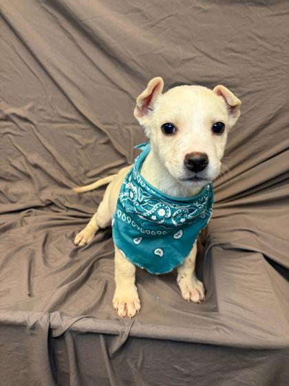 Mike, Adoptable, Young Male Mixed Breed & Mixed Breed.