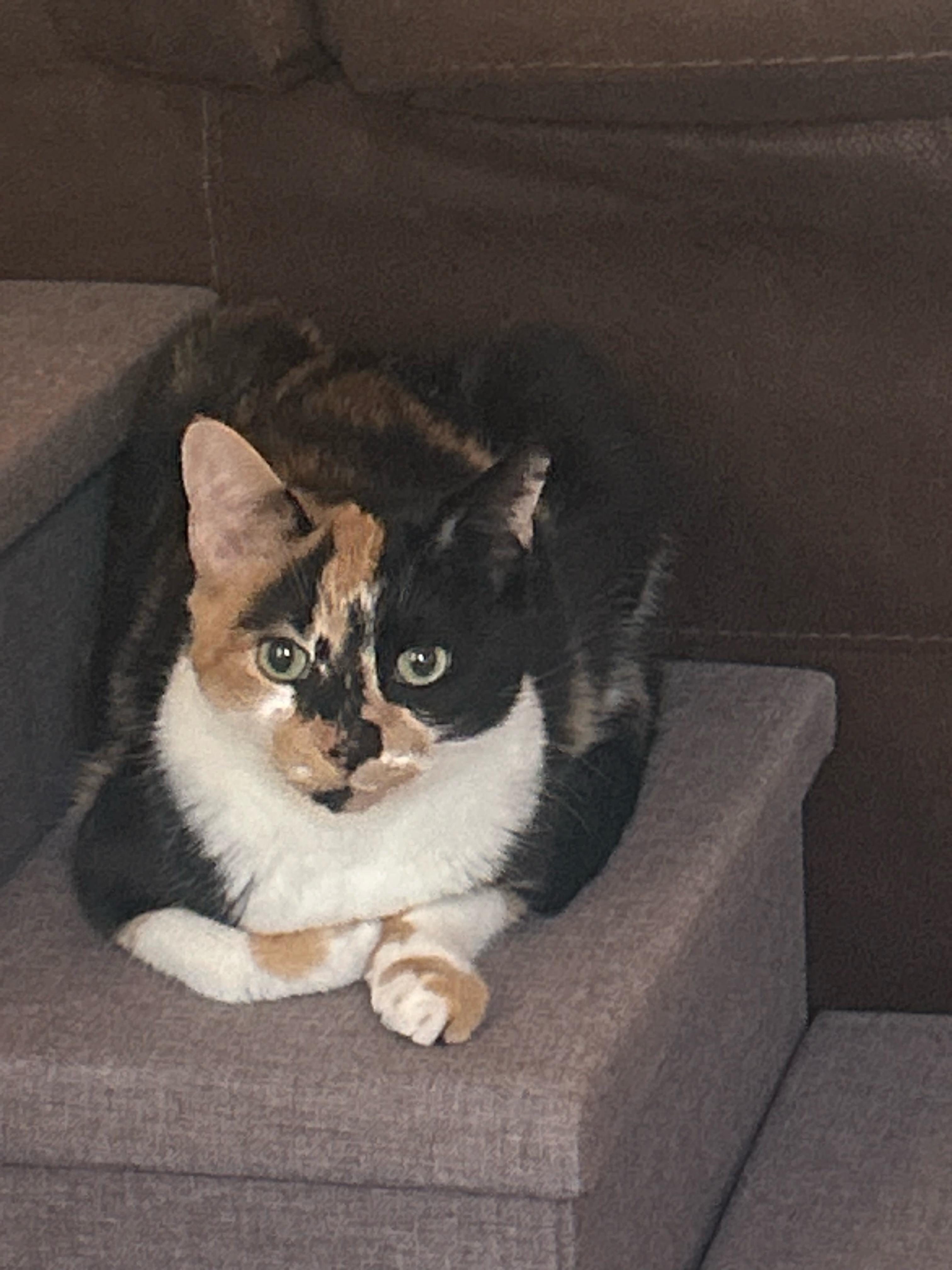 Enlarge Arabella, an adopted Calico in Syracuse, NY image 1/2