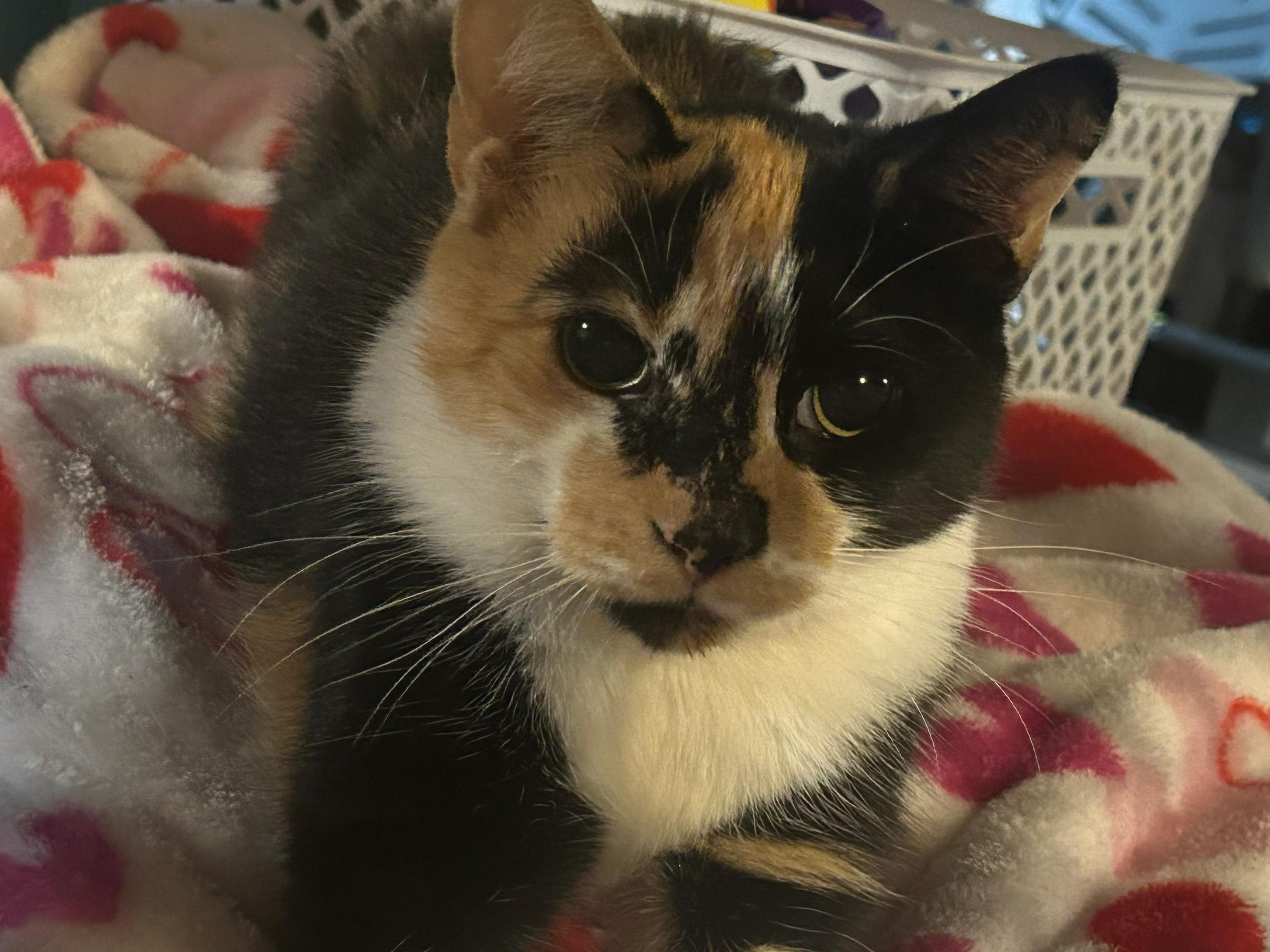 Enlarge Arabella, an adopted Calico in Syracuse, NY image 2/2