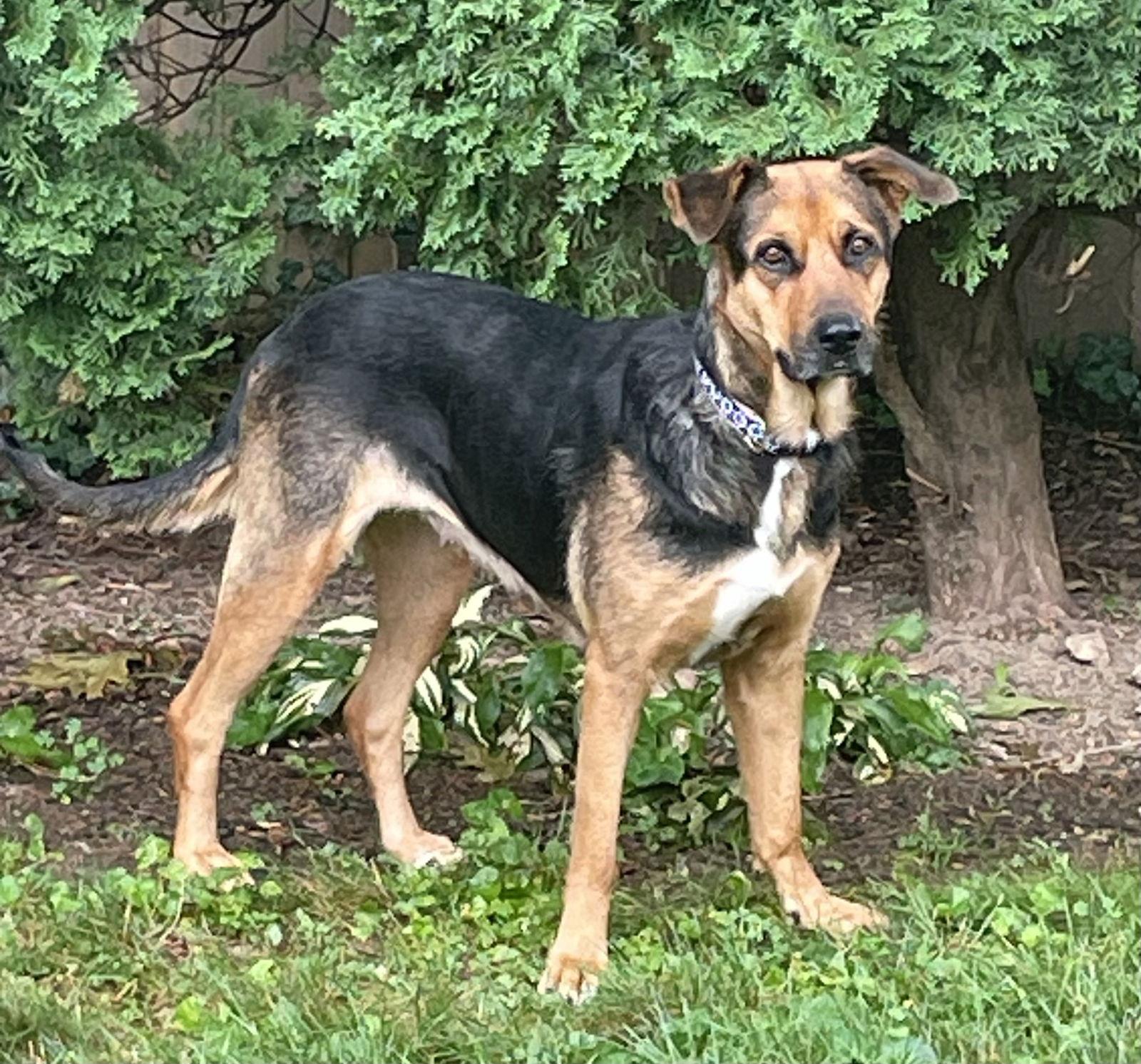 Enlarge Robin, a Adopted German Shepherd Dog in Mechanicsburg, PA image 1/3