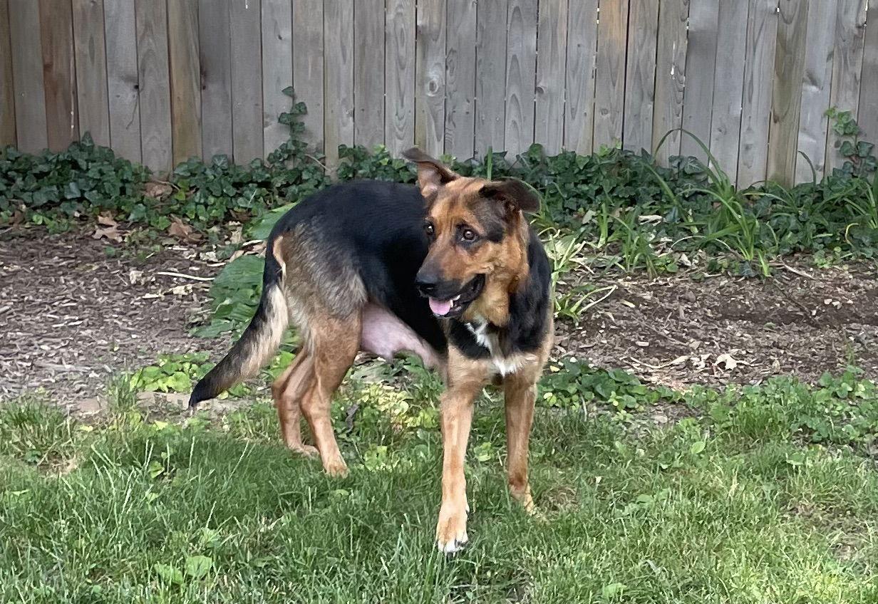 Enlarge Robin, a Adopted German Shepherd Dog in Mechanicsburg, PA image 2/3