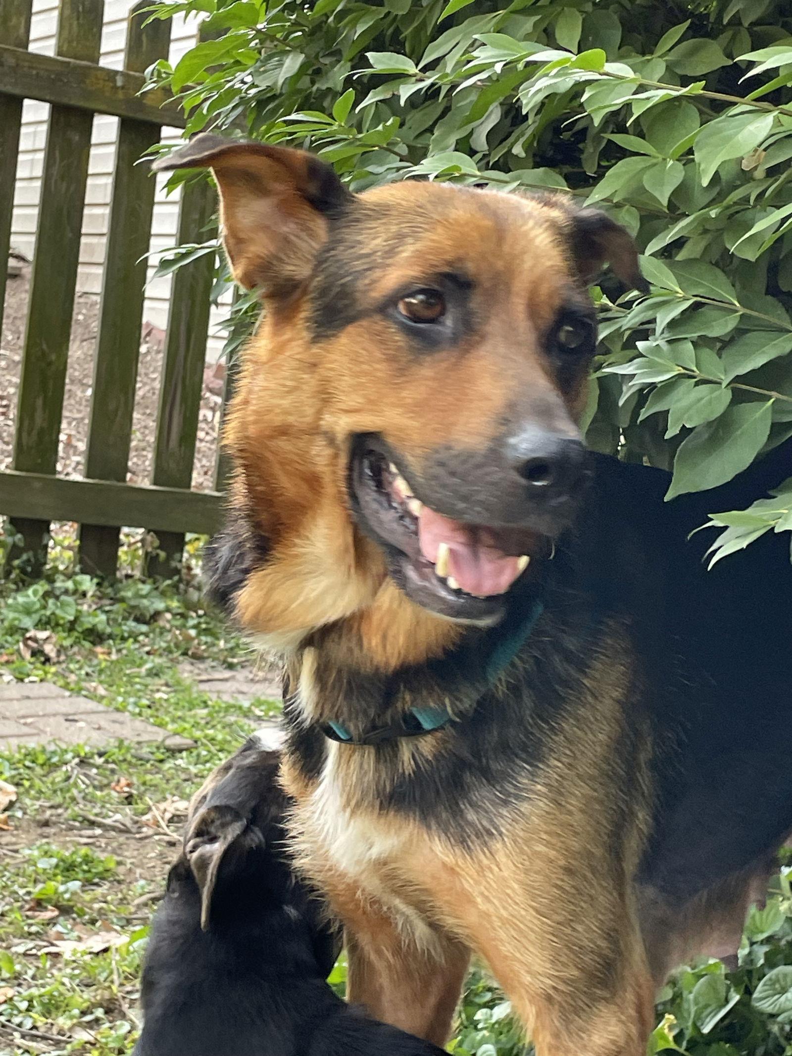Enlarge Robin, a Adopted German Shepherd Dog in Mechanicsburg, PA image 3/3