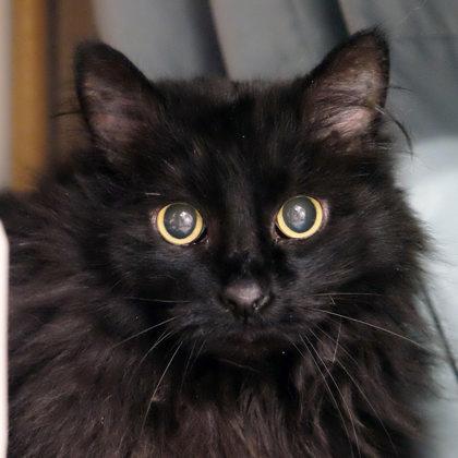 Schemmy pp w/ Dusty — thumbnail 2