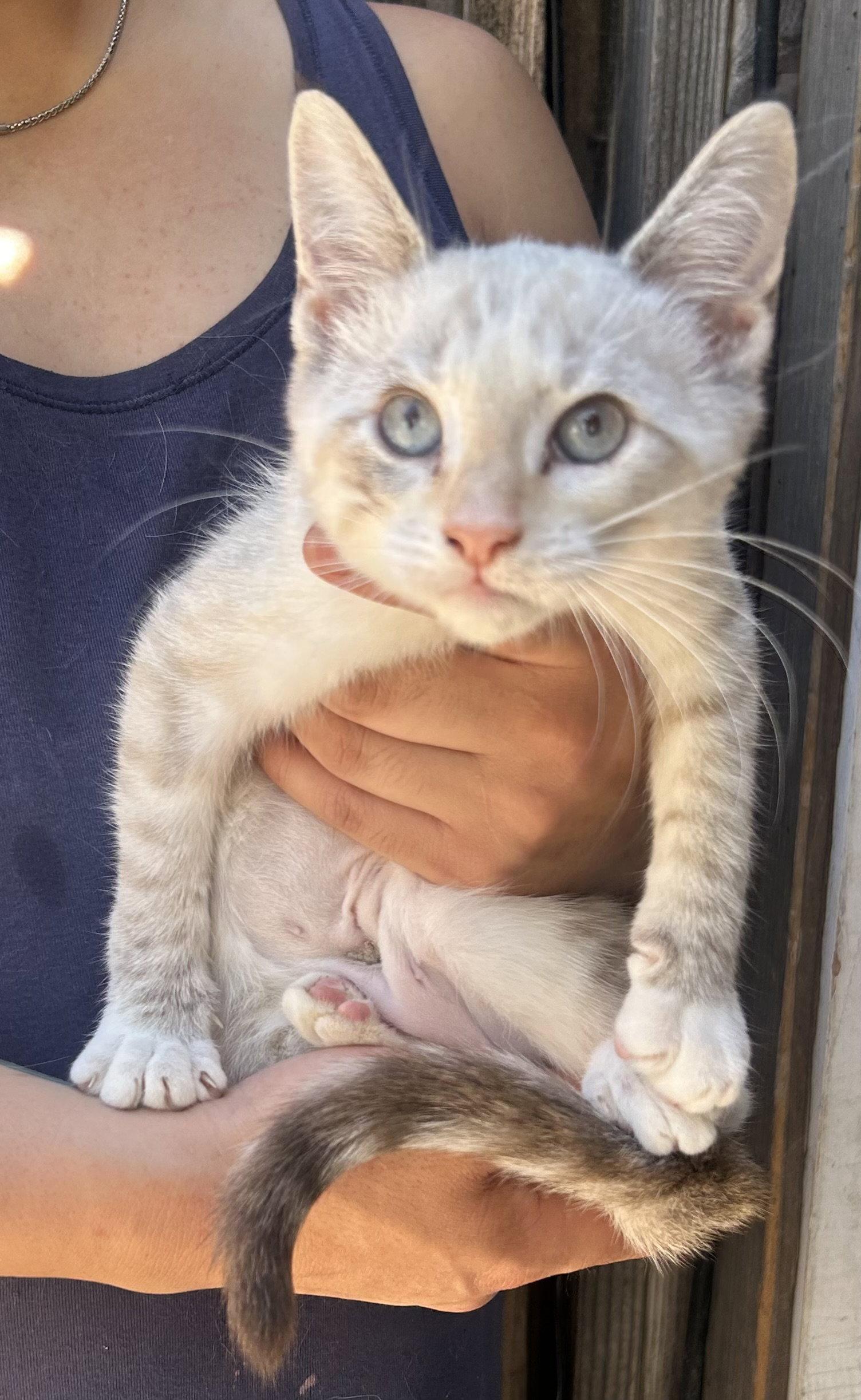 Cleo Napa, Adopted, Kitten Female Siamese.