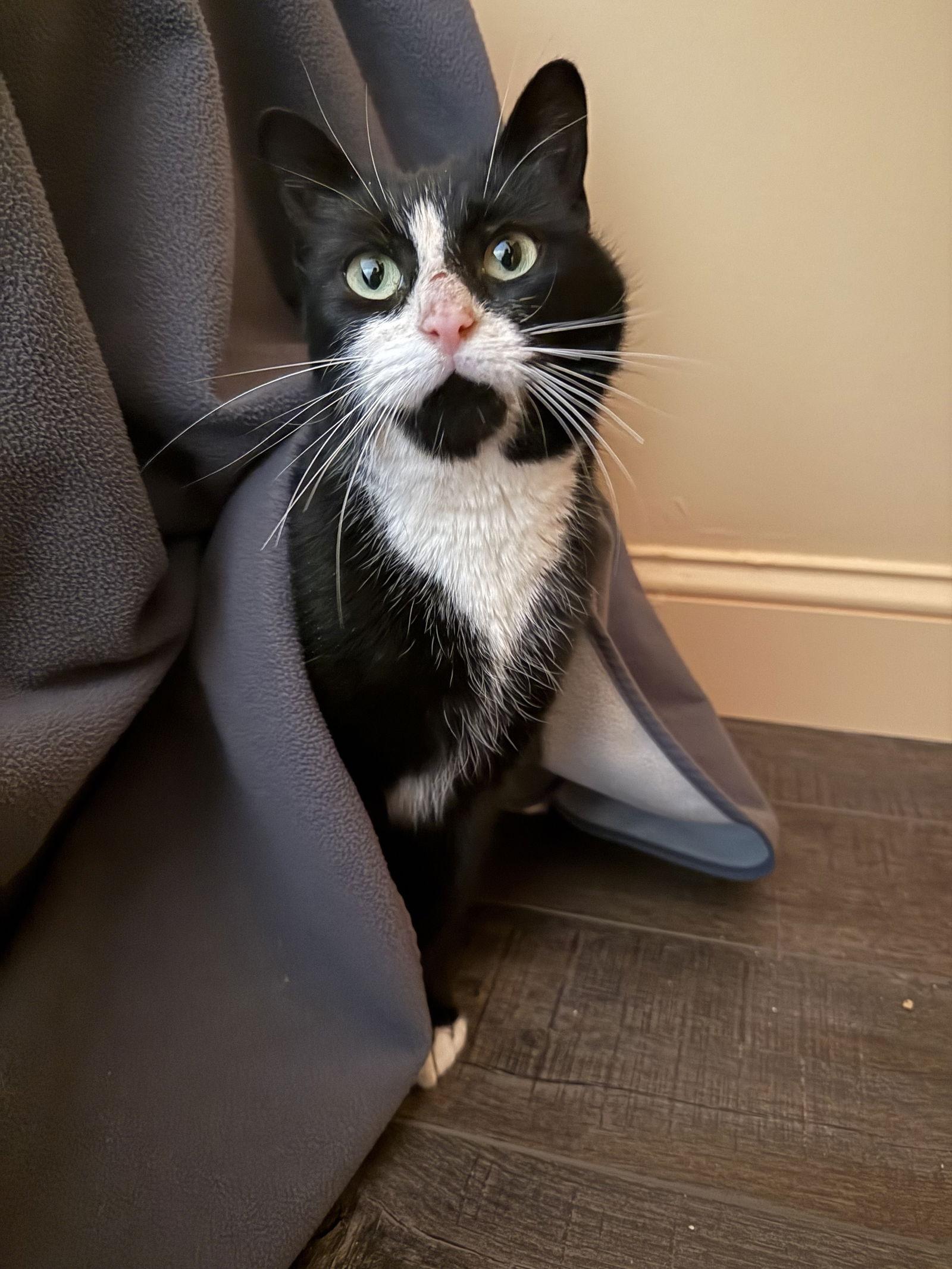 Mel, Adoptable, Adult Female Domestic Short Hair.