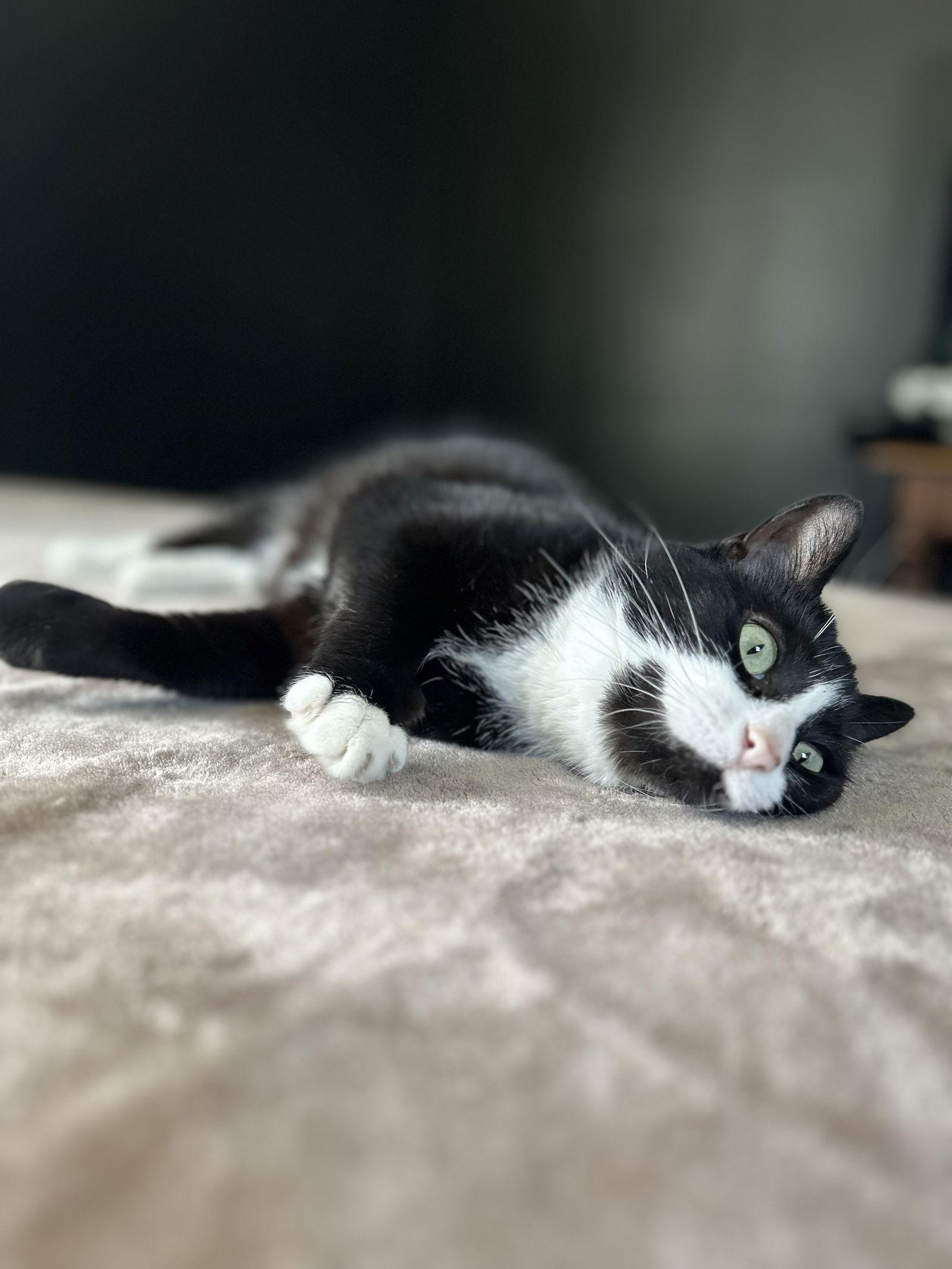 Enlarge Mel, a Adoptable Domestic Short Hair in Rochester, NY image 3/3