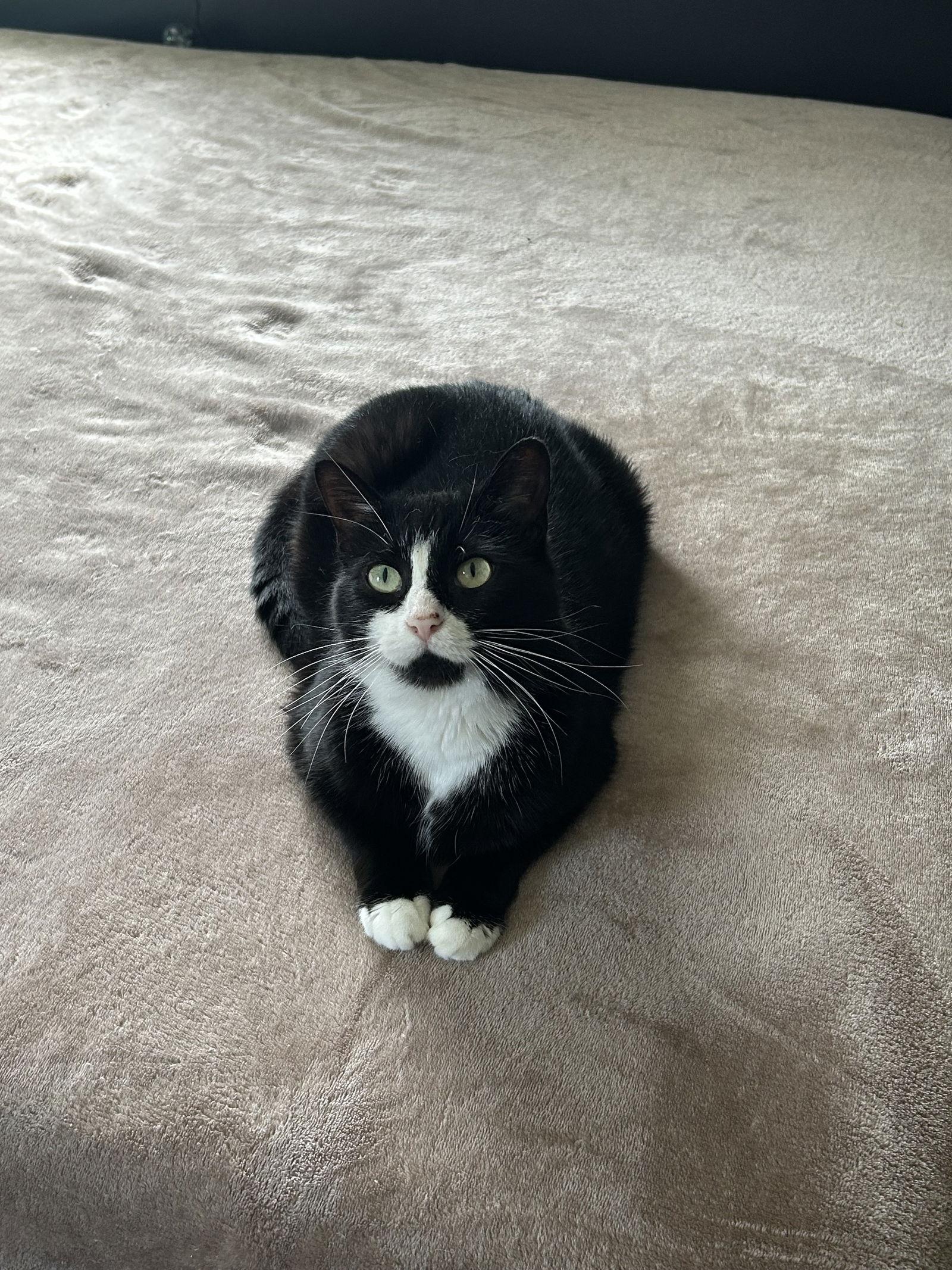 Enlarge Mel, a Adoptable Domestic Short Hair in Rochester, NY image 3/3