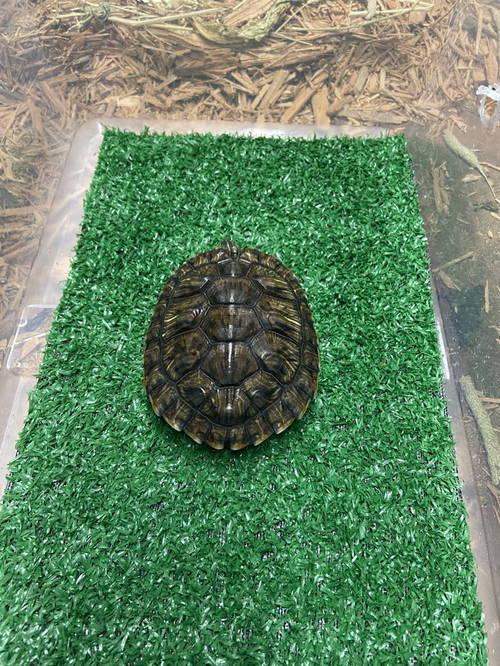 Enlarge The One, a Adoptable Turtle in Glenmoore, PA image 2/3