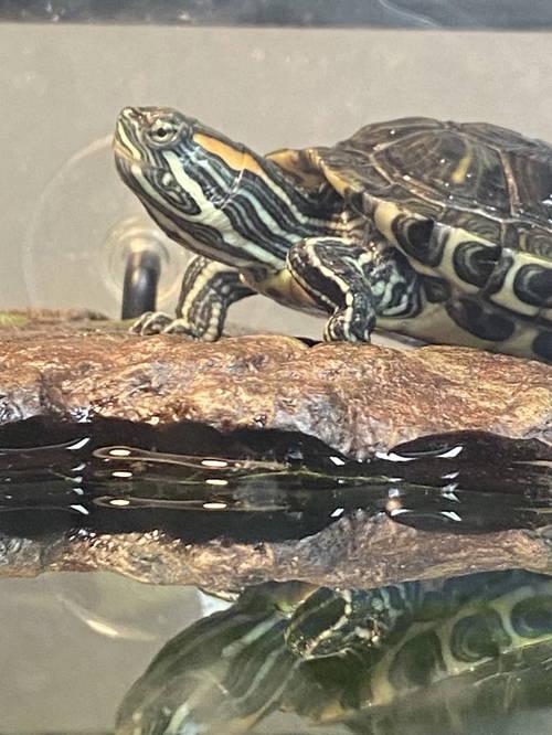 Enlarge The One, a Adoptable Turtle in Glenmoore, PA image 1/3