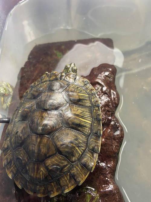 Enlarge The One, a Adoptable Turtle in Glenmoore, PA image 3/3