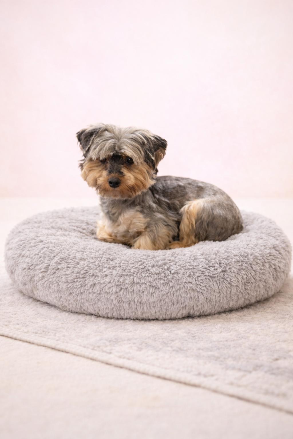 Gabby, ADOPTABLE, Adult Female Yorkshire Terrier.