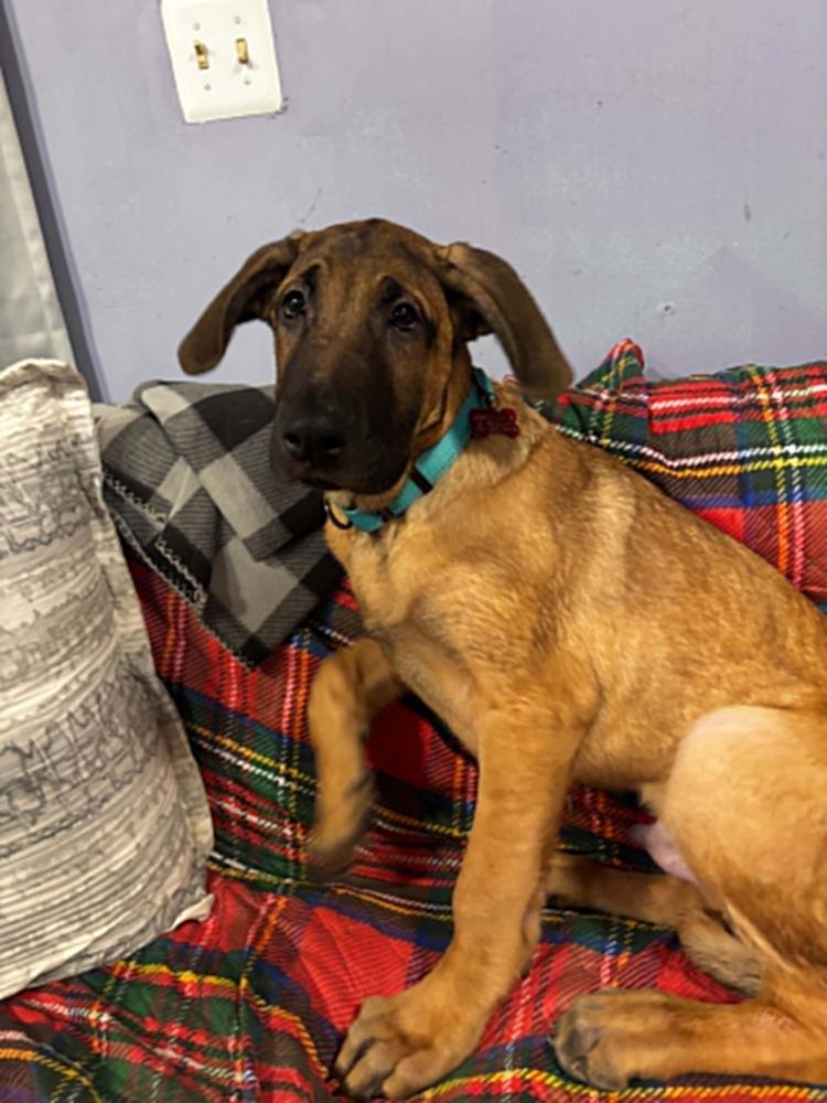 Enlarge Turbo, a Adoptable mixed breed in Dutton, VA image 1/1