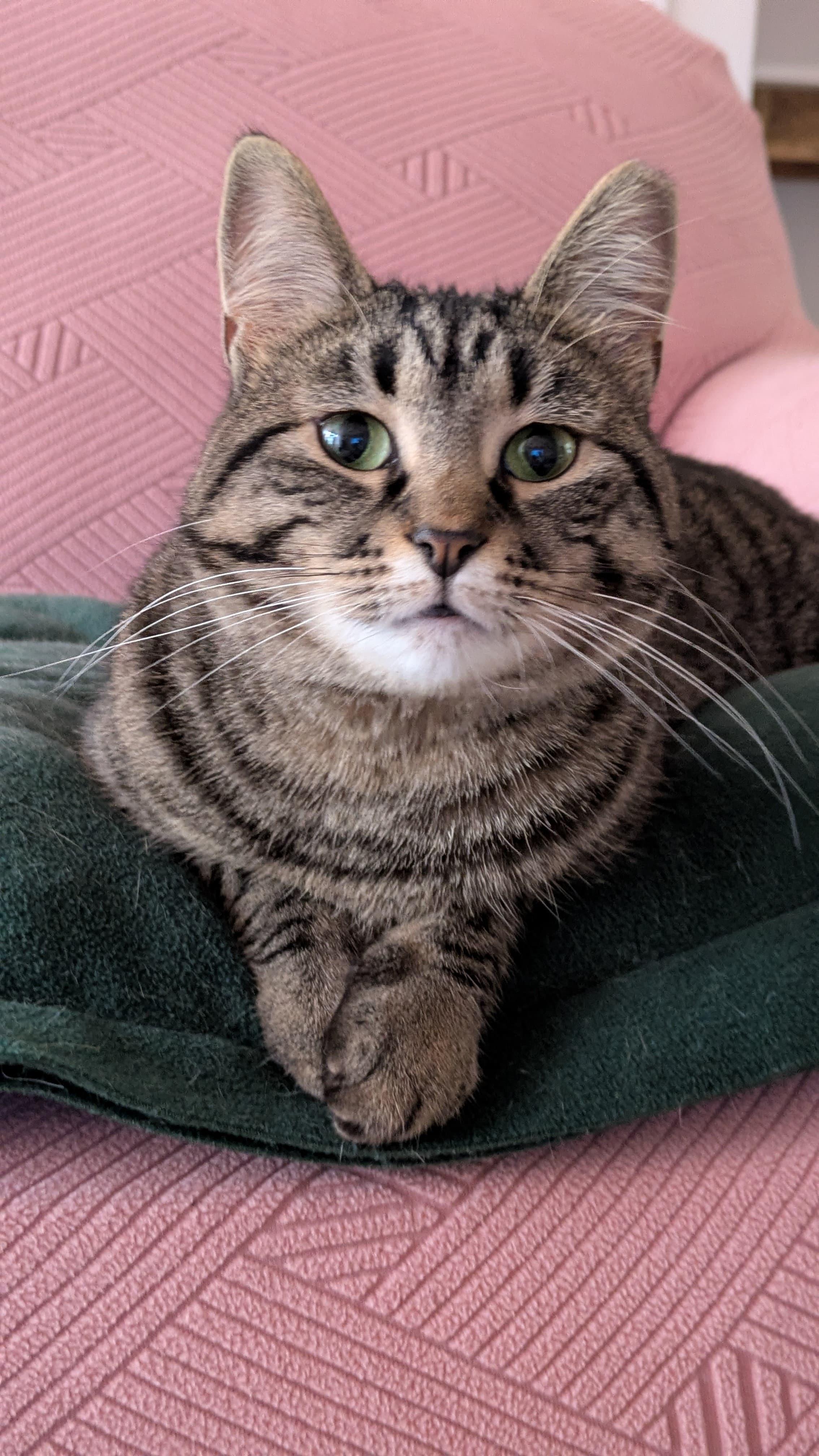Enlarge Cinnamon, a Adoptable Domestic Short Hair in Rochester, NY image 2/5