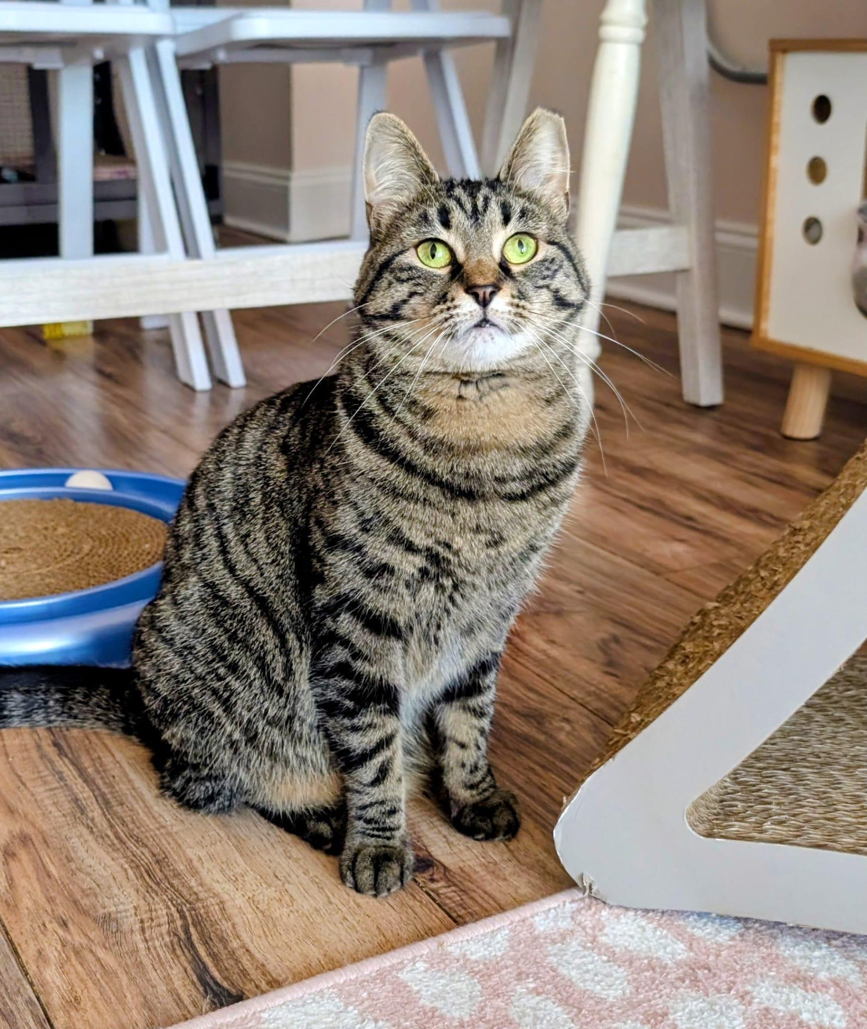 Enlarge Cinnamon, a Adoptable Domestic Short Hair in Rochester, NY image 1/5