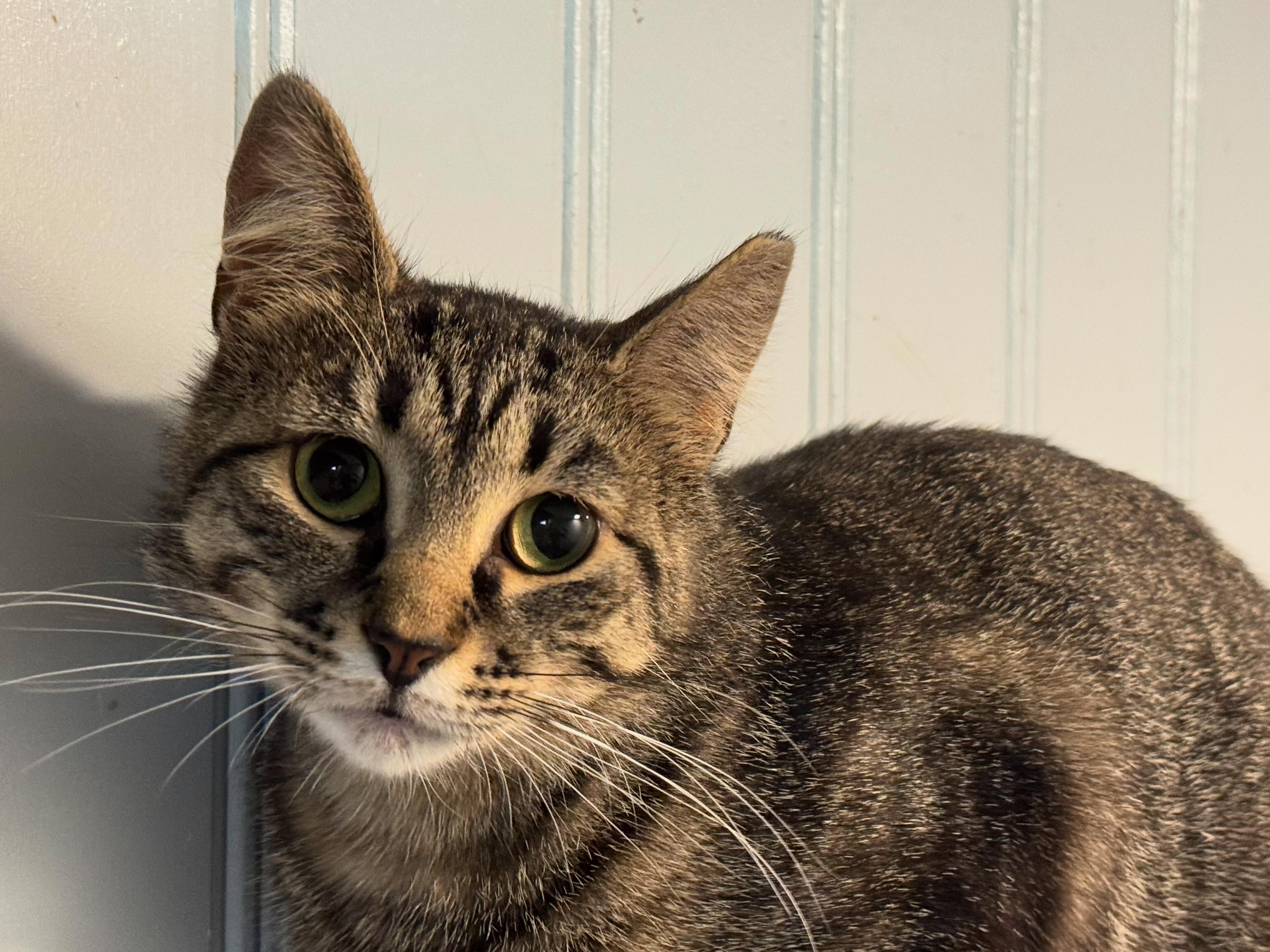 Cinnamon, Adoptable, Adult Female Domestic Short Hair.