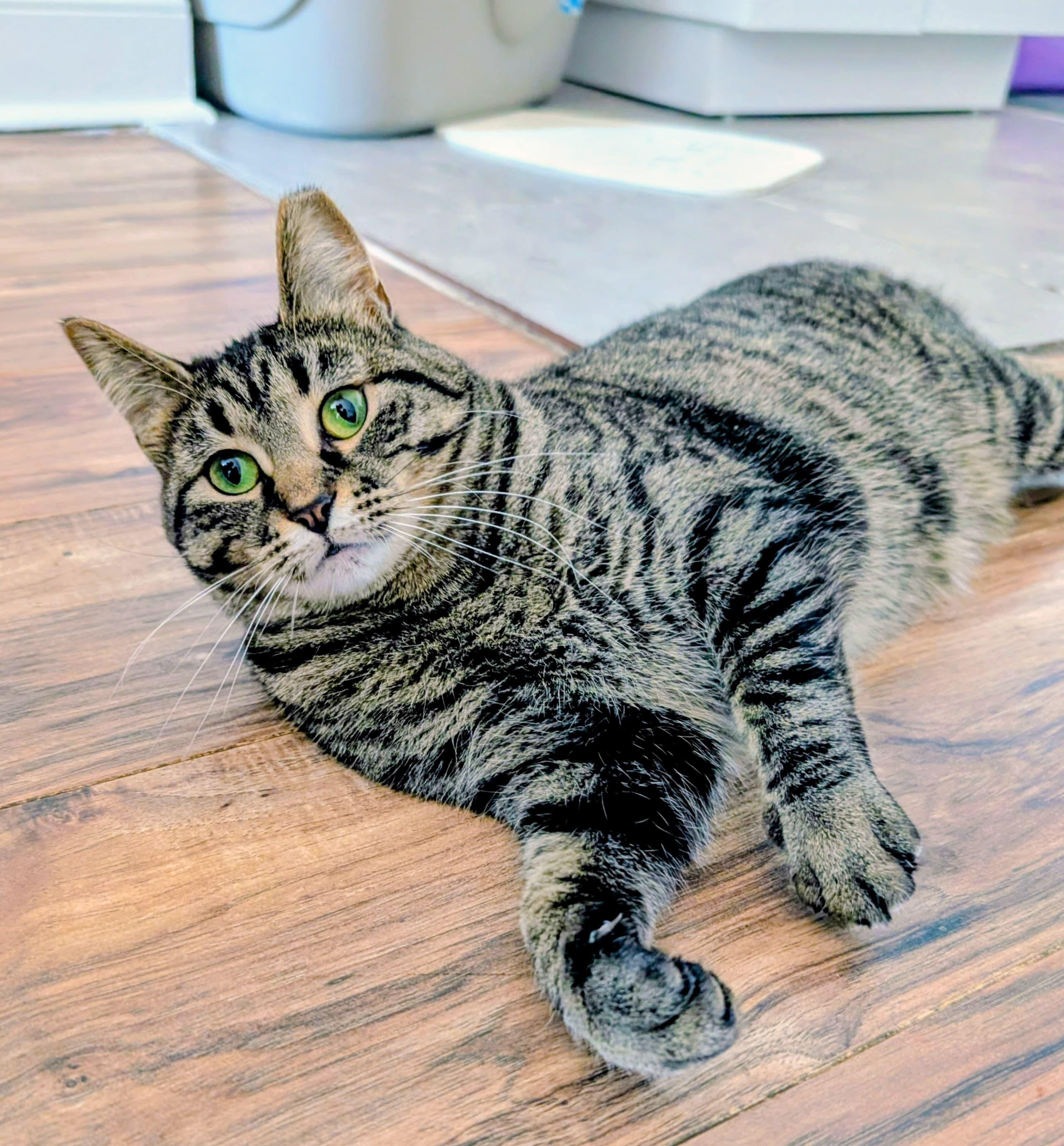 Enlarge Cinnamon, a Adoptable Domestic Short Hair in Rochester, NY image 2/5