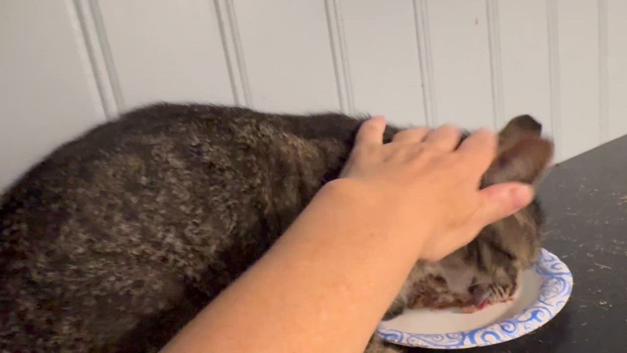 Enlarge Cinnamon, a Adoptable Domestic Short Hair in Rochester, NY video 3/3