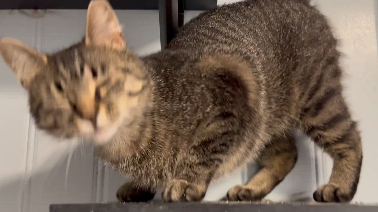 Enlarge Cinnamon, a Adoptable Domestic Short Hair in Rochester, NY video 2/3