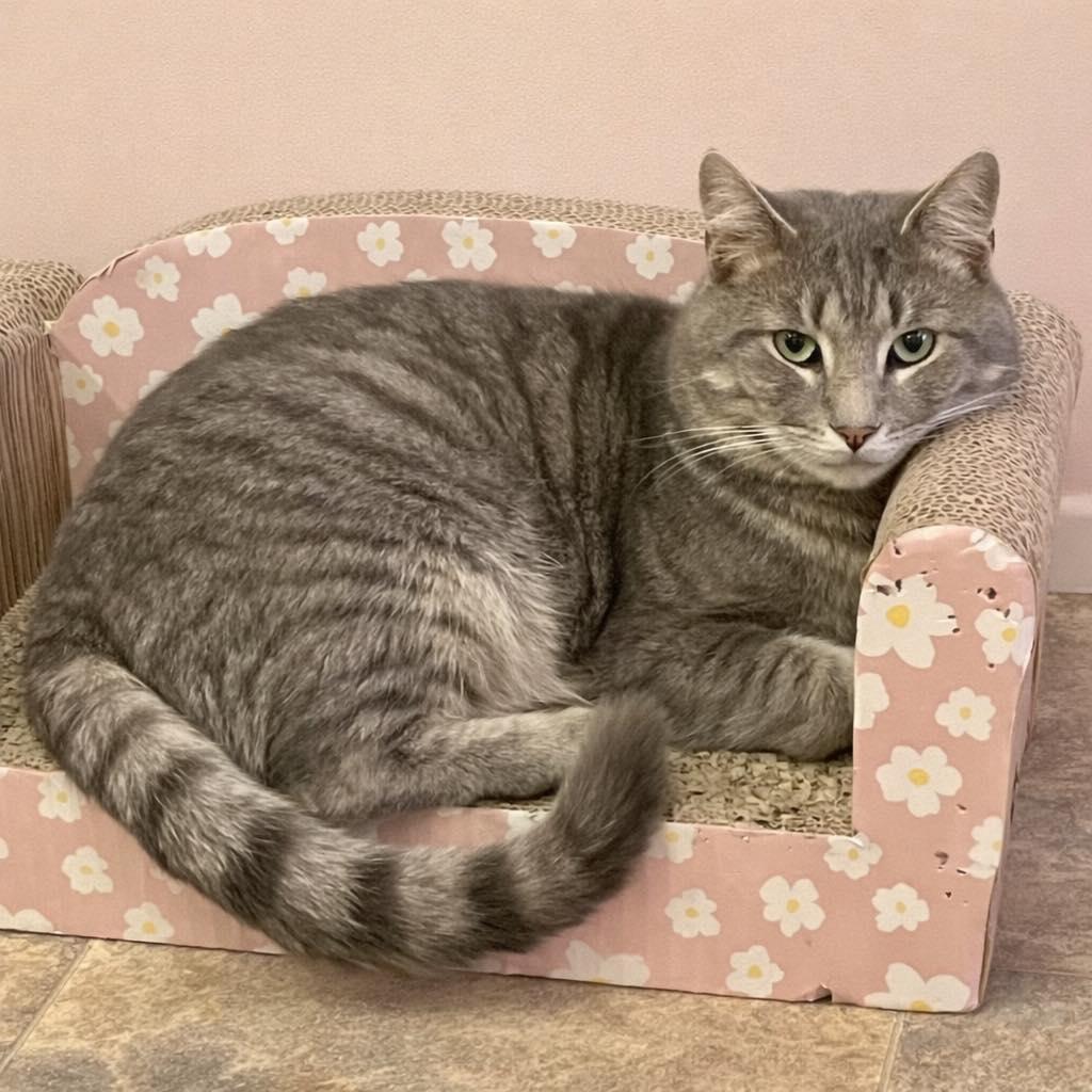 Enlarge Charming, a ADOPTABLE Domestic Short Hair in Webster, NY image 1/1