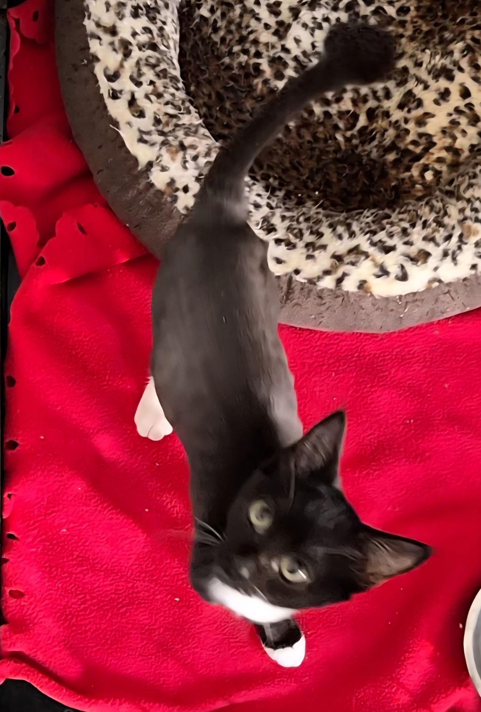 Banks, Adoptable, Young Male Domestic Short Hair.