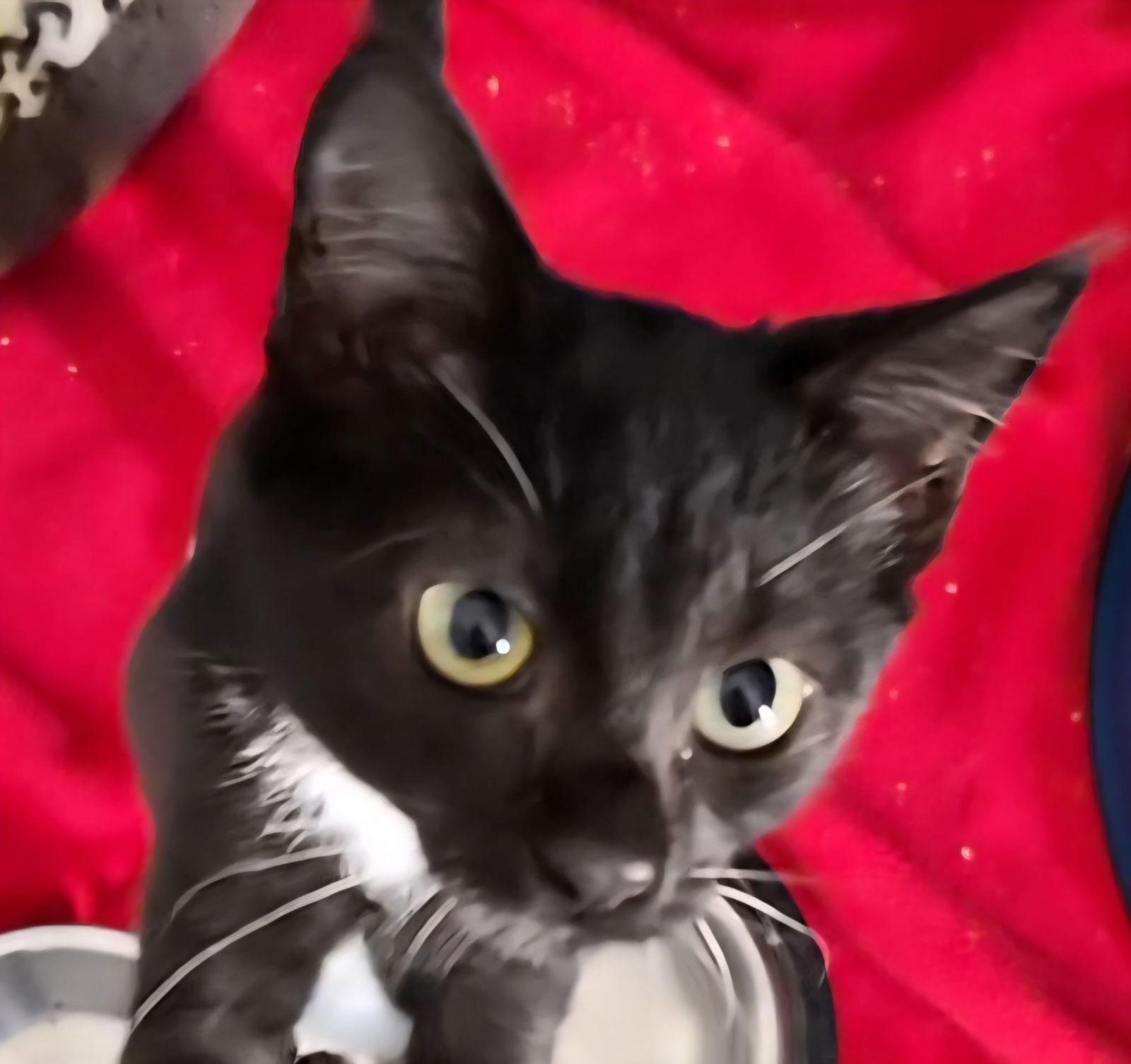 Banks, a Adoptable Domestic Short Hair in Orlando, FL image 2/3