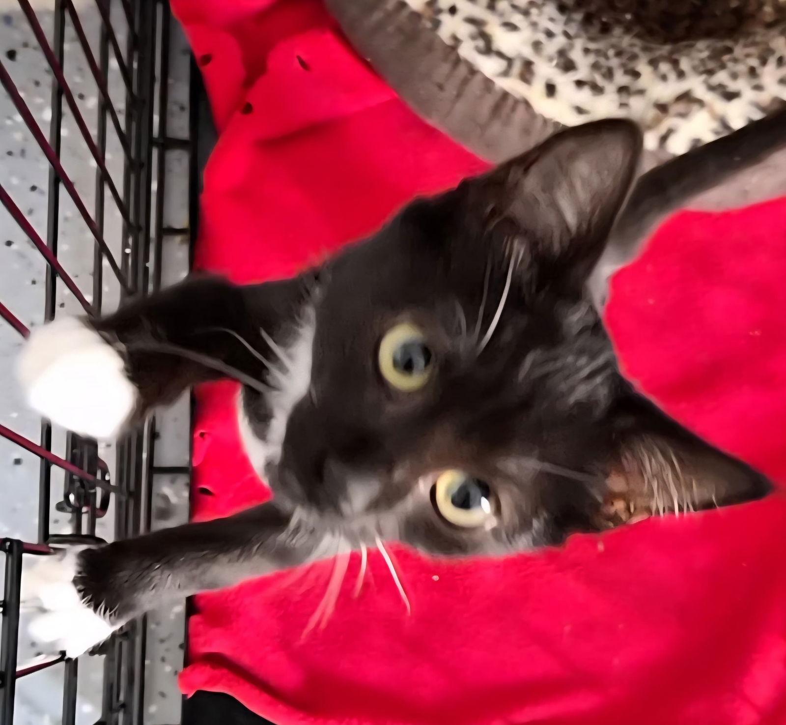 Banks, a Adoptable Domestic Short Hair in Orlando, FL image 3/3