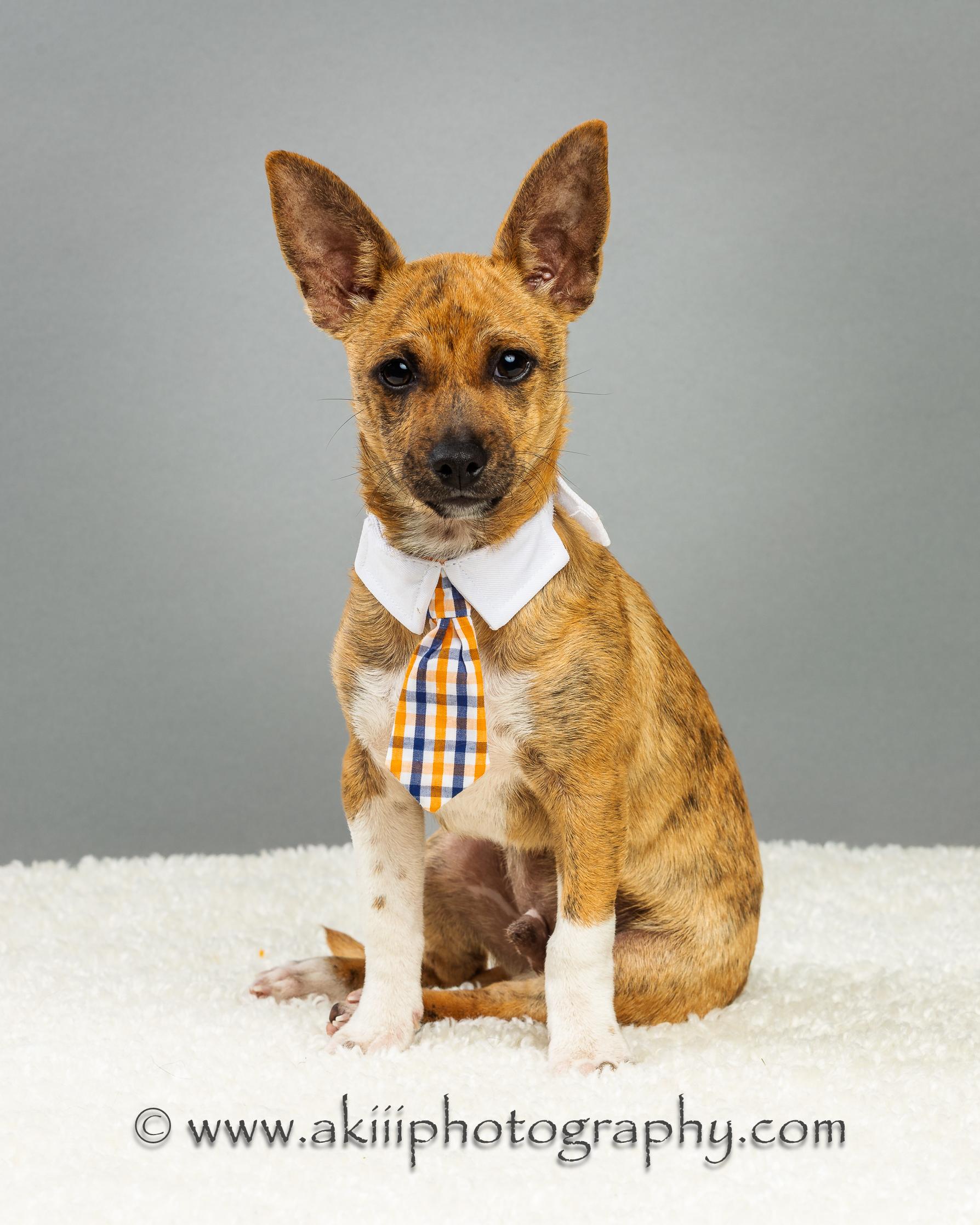 Nash - Puppy - Coming December, a Adoptable Chihuahua in Plano, TX image 1/5