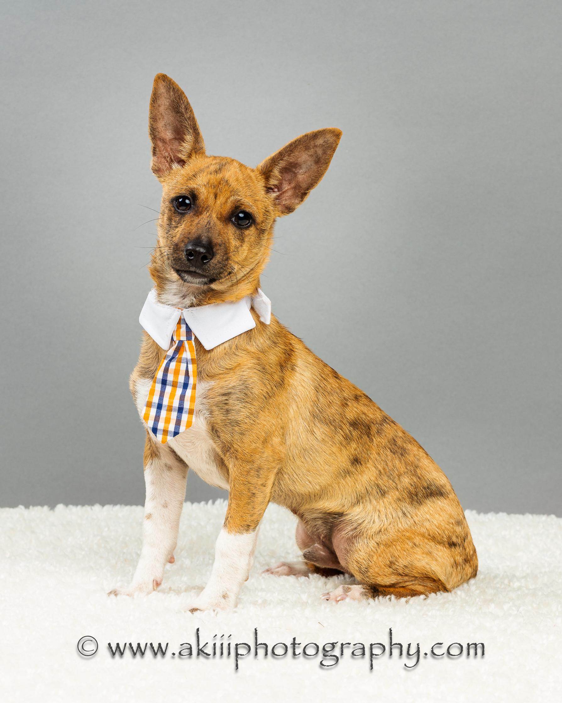 Nash - Puppy - Coming December, a Adoptable Chihuahua in Plano, TX image 2/5